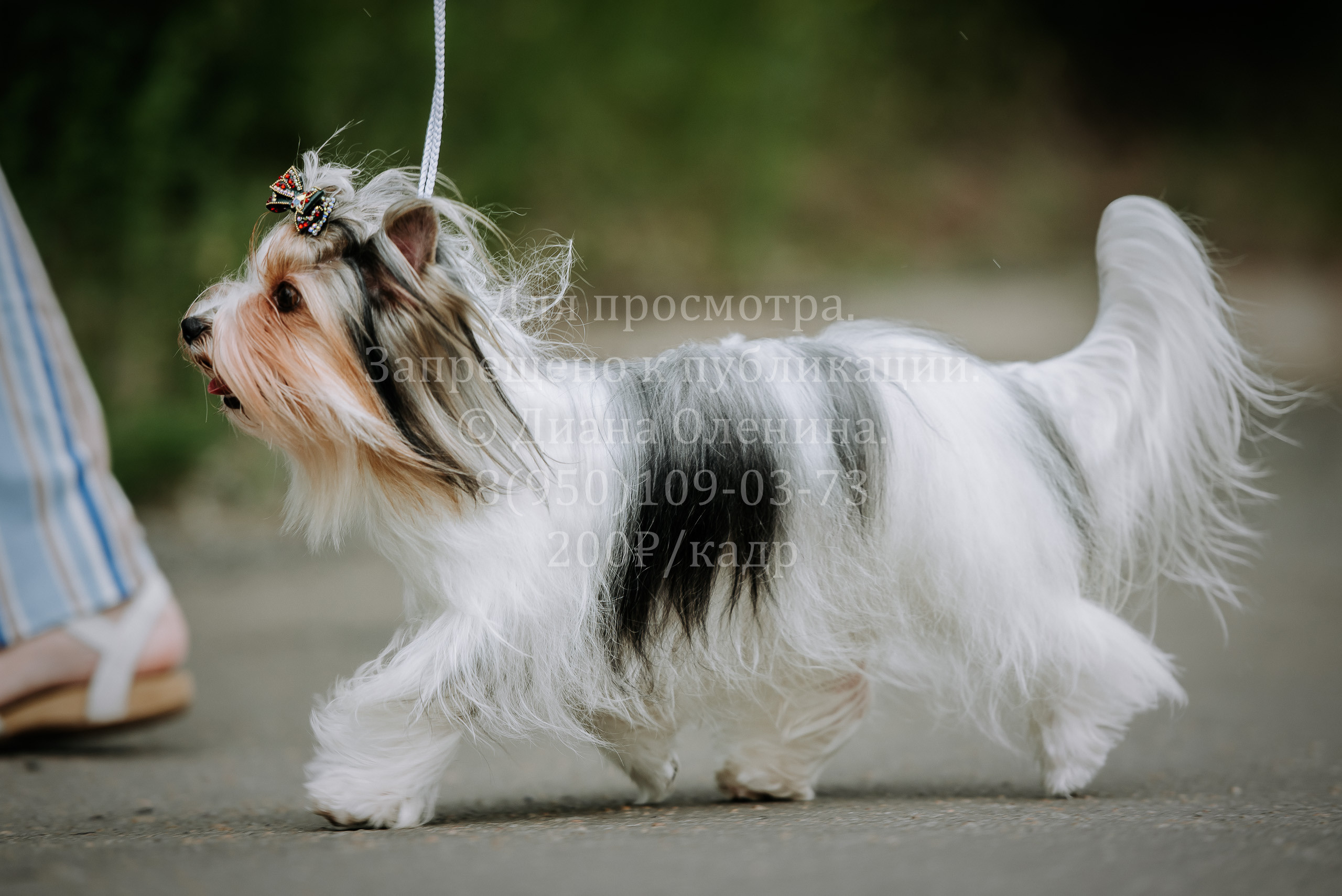 25 июня 2022 г. Братск БГОО КЛС Континенталь. Выставка собак. Фотограф Диана Оленина Красноярск / Братск