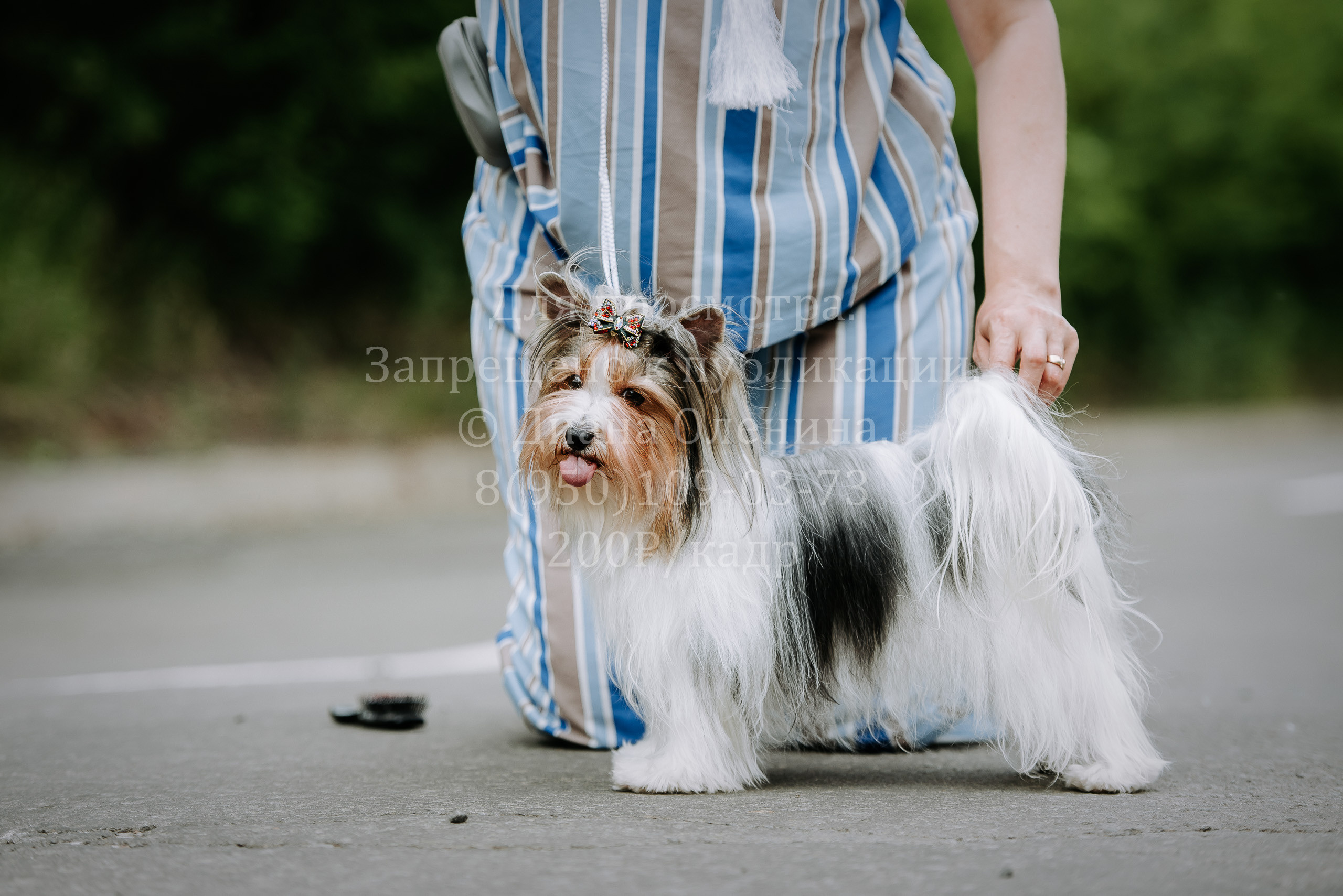 25 июня 2022 г. Братск БГОО КЛС Континенталь. Выставка собак. Фотограф Диана Оленина Красноярск / Братск