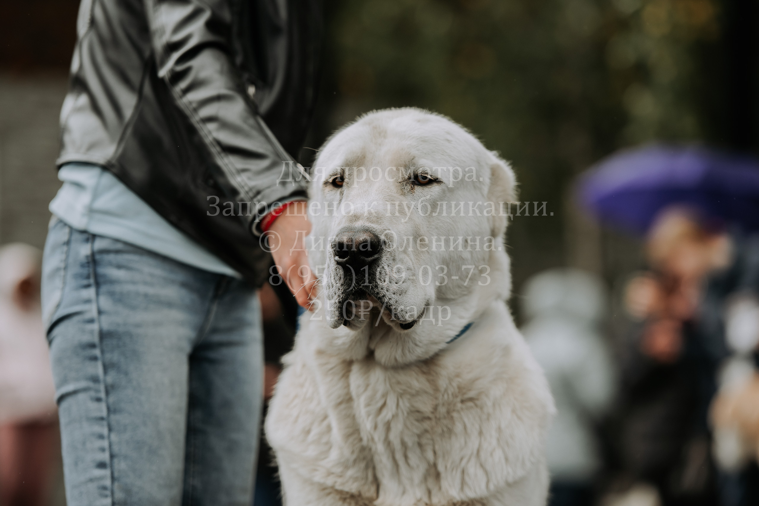 Выставка собак Братск 3 сентября 2022 Фаворит. Фотограф Диана Оленина Красноярск / Братск