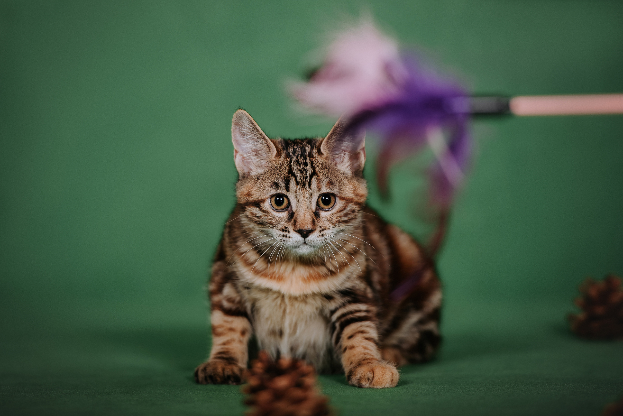 Курильский бобтейл. Фотограф Диана Оленина Красноярск / Братск