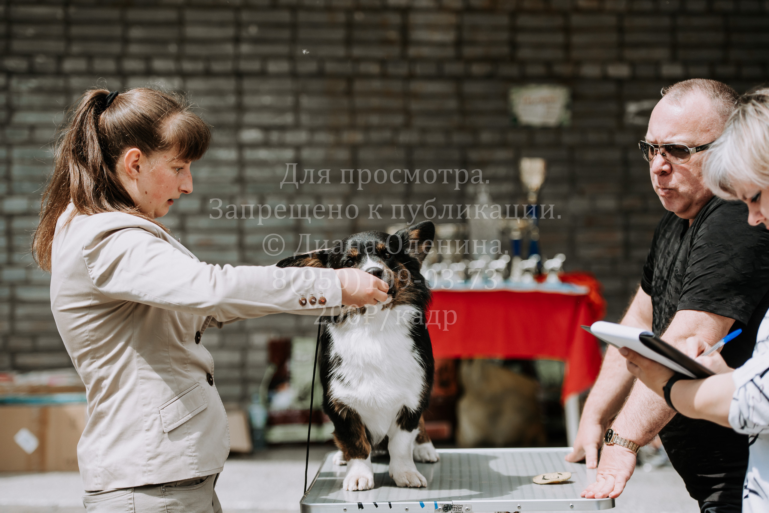 25 июня 2022 г. Братск БГОО КЛС Континенталь. Выставка собак. Фотограф Диана Оленина Красноярск / Братск