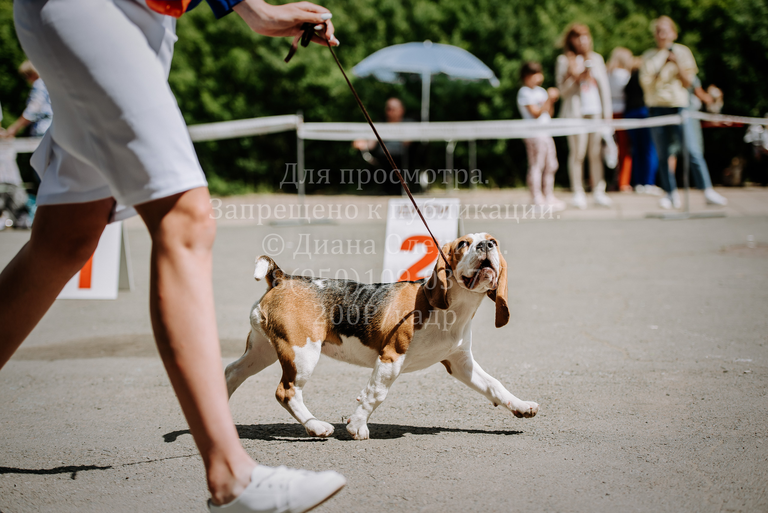 25 июня 2022 г. Братск БГОО КЛС Континенталь. Выставка собак. Фотограф Диана Оленина Красноярск / Братск