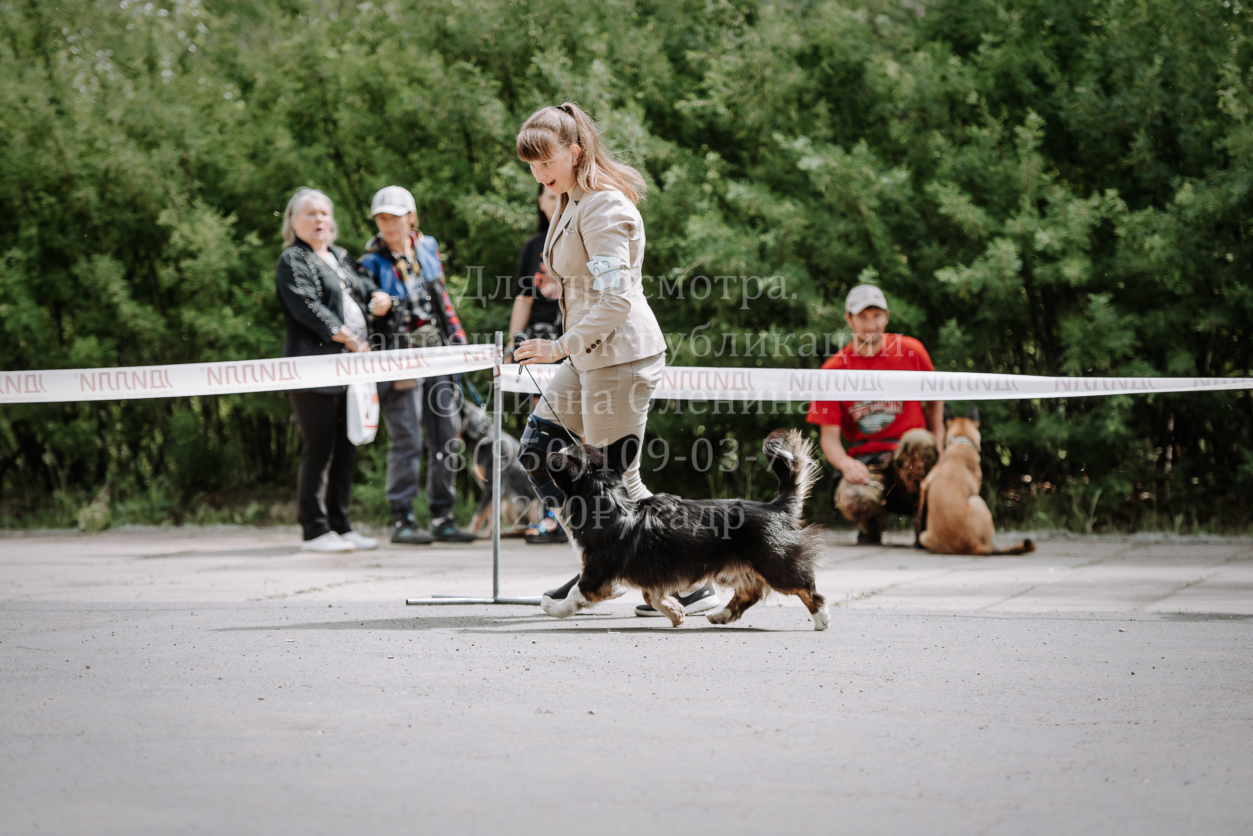 25 июня 2022 г. Братск БГОО КЛС Континенталь. Выставка собак. Фотограф Диана Оленина Красноярск / Братск