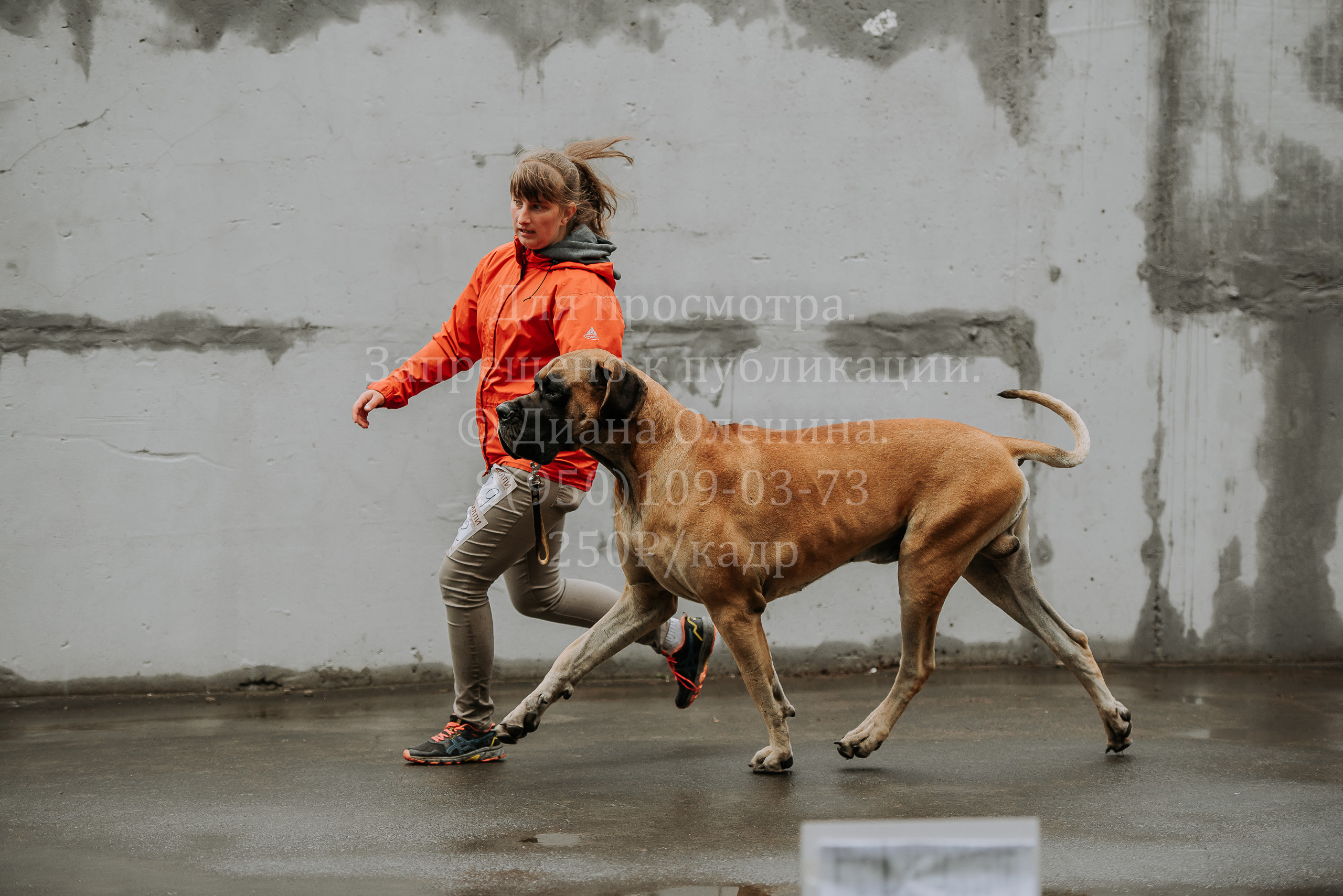 Выставка собак Братск 3 сентября 2022 Фаворит. Фотограф Диана Оленина Красноярск / Братск