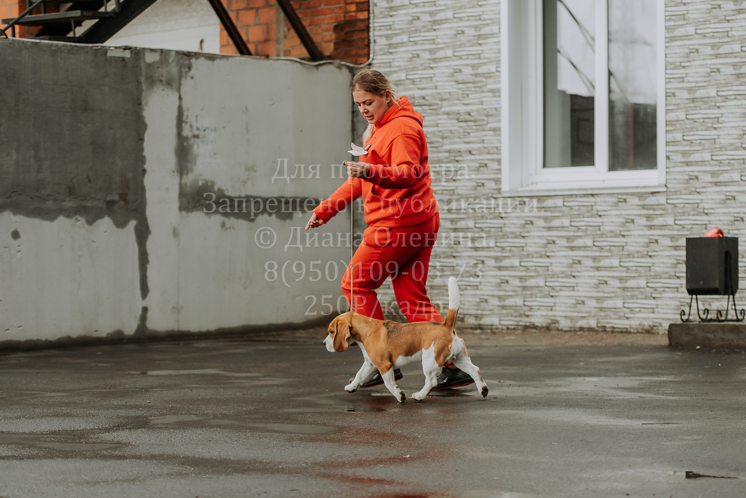 Выставка собак Братск 3 сентября 2022 Фаворит. Фотограф Диана Оленина Красноярск / Братск