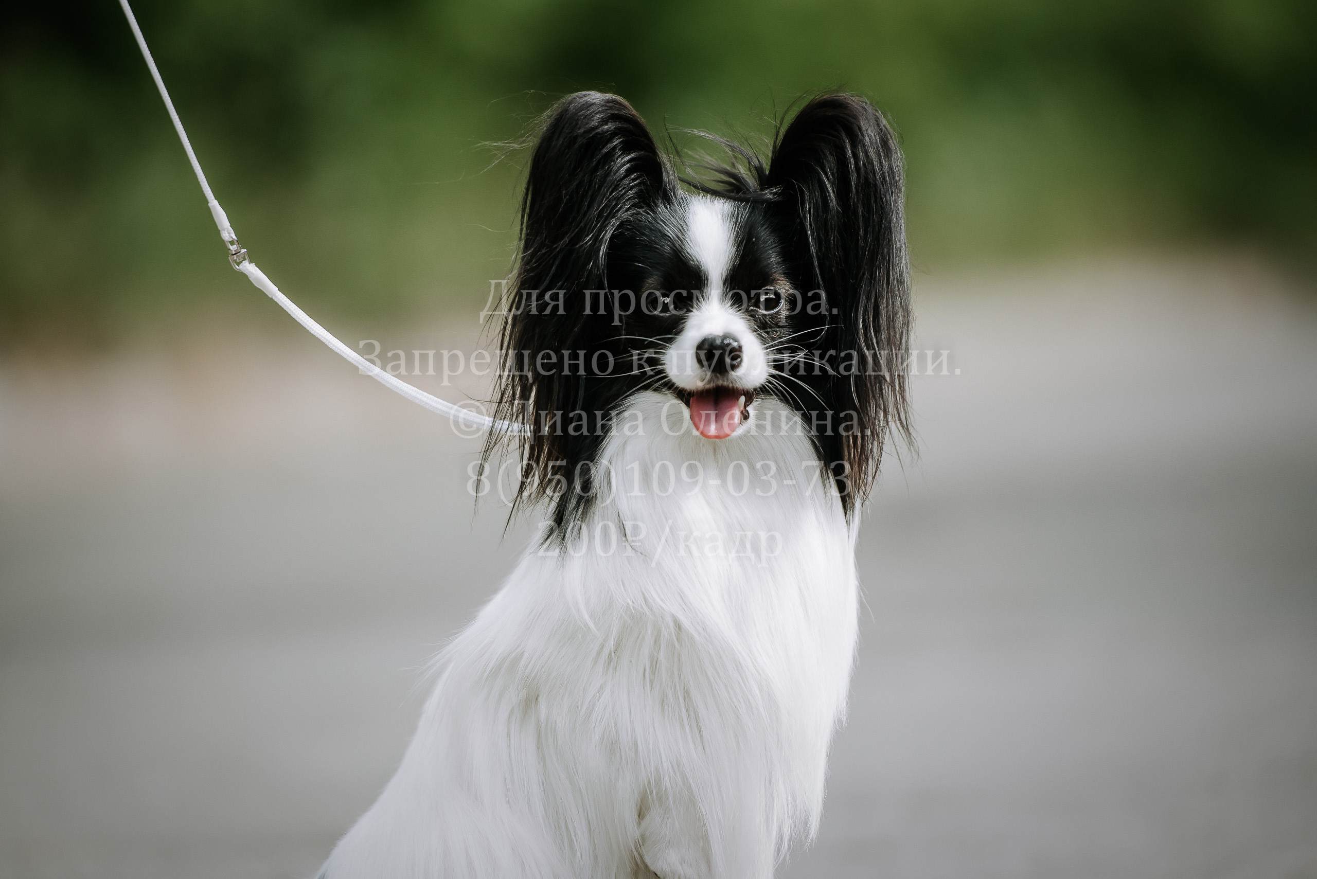 25 июня 2022 г. Братск БГОО КЛС Континенталь. Выставка собак. Фотограф Диана Оленина Красноярск / Братск