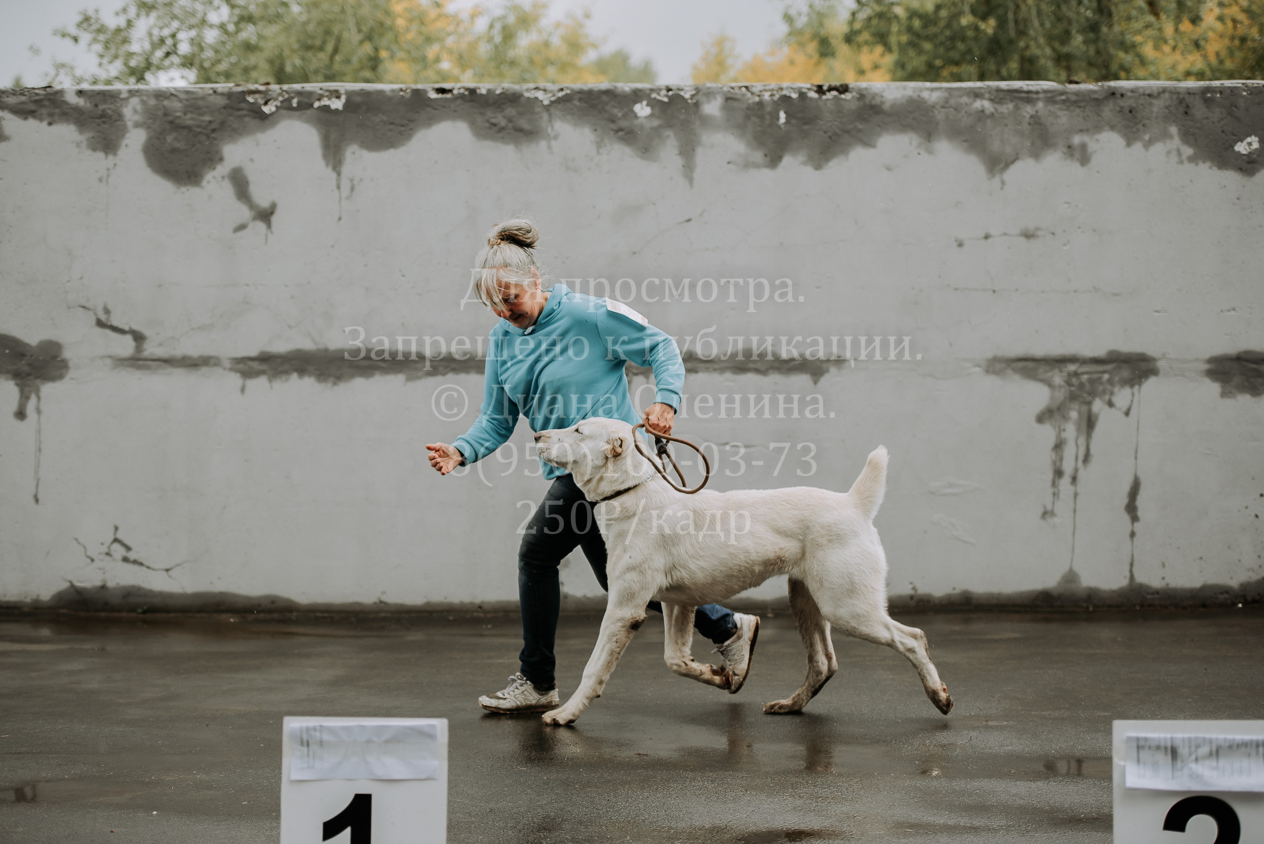 Выставка собак Братск 3 сентября 2022 Фаворит. Фотограф Диана Оленина Красноярск / Братск