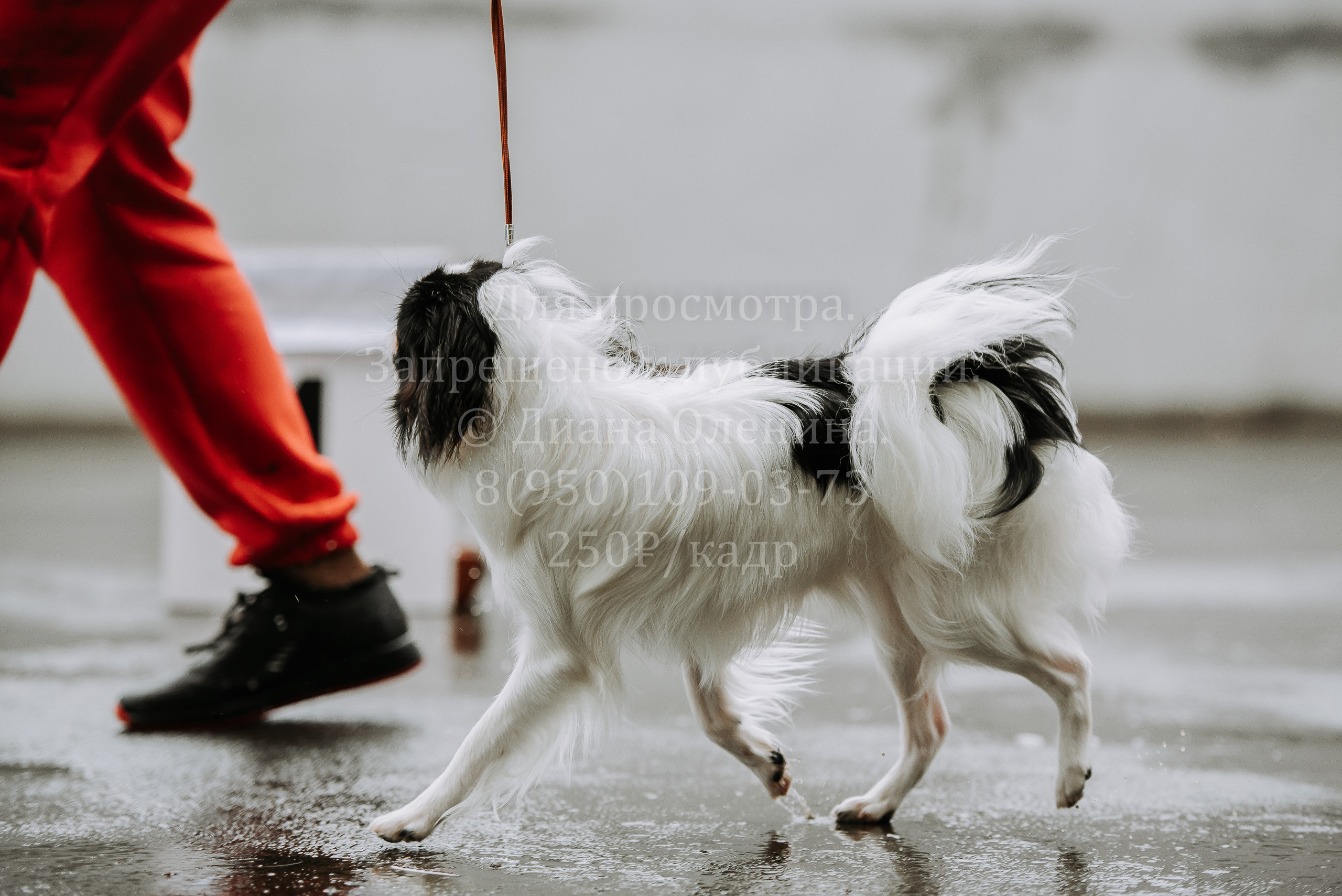 Выставка собак Братск 3 сентября 2022 Фаворит. Фотограф Диана Оленина Красноярск / Братск