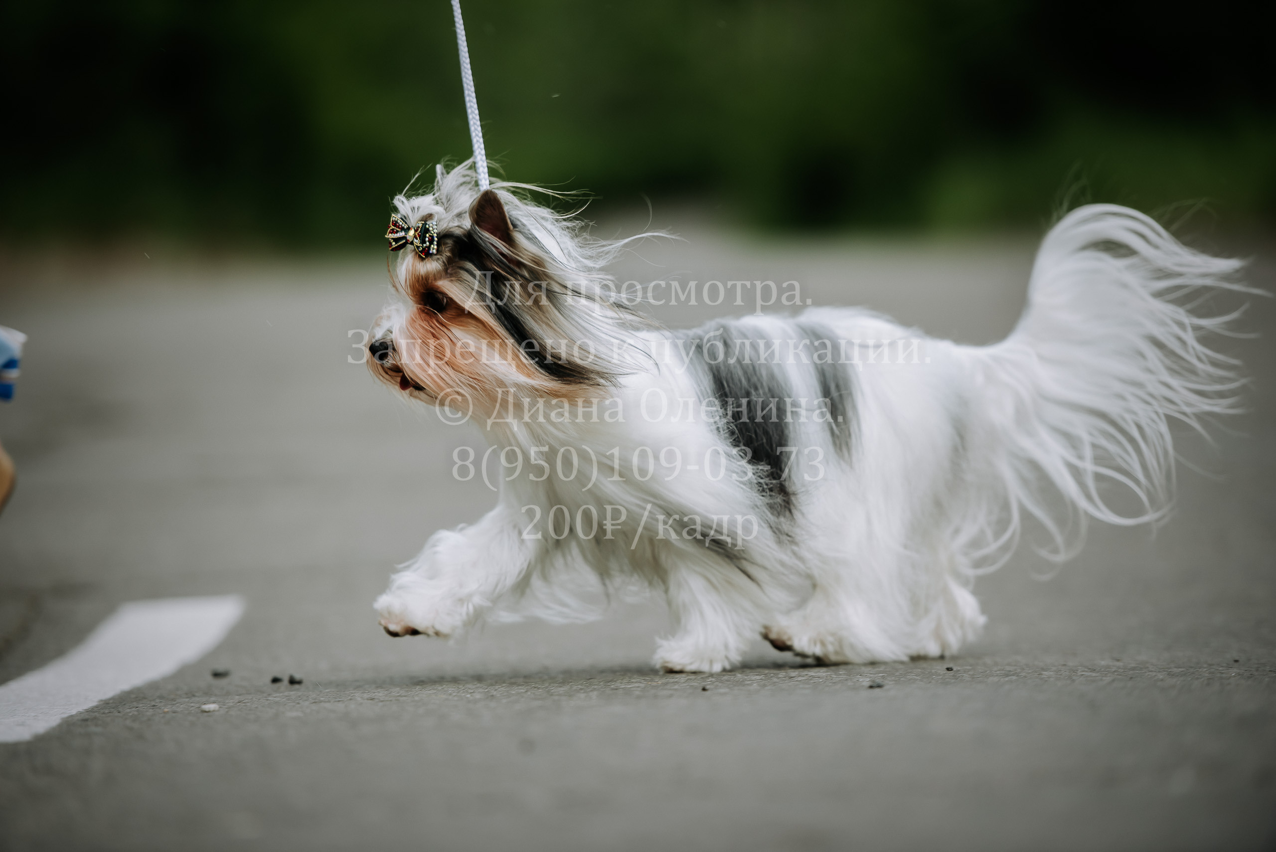 25 июня 2022 г. Братск БГОО КЛС Континенталь. Выставка собак. Фотограф Диана Оленина Красноярск / Братск