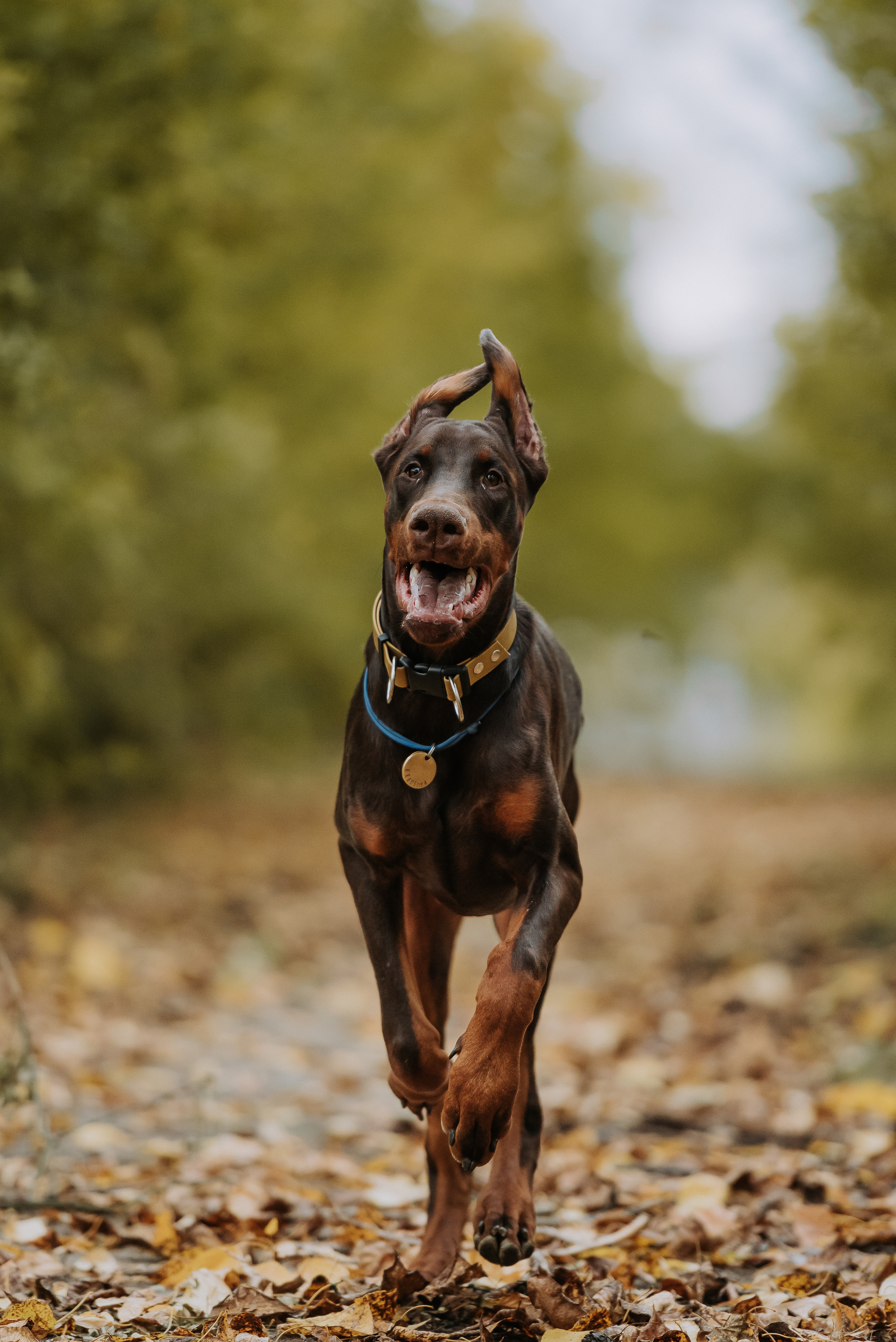 Натали&Евгений и Юстос. Фотограф Диана Оленина Красноярск / Братск