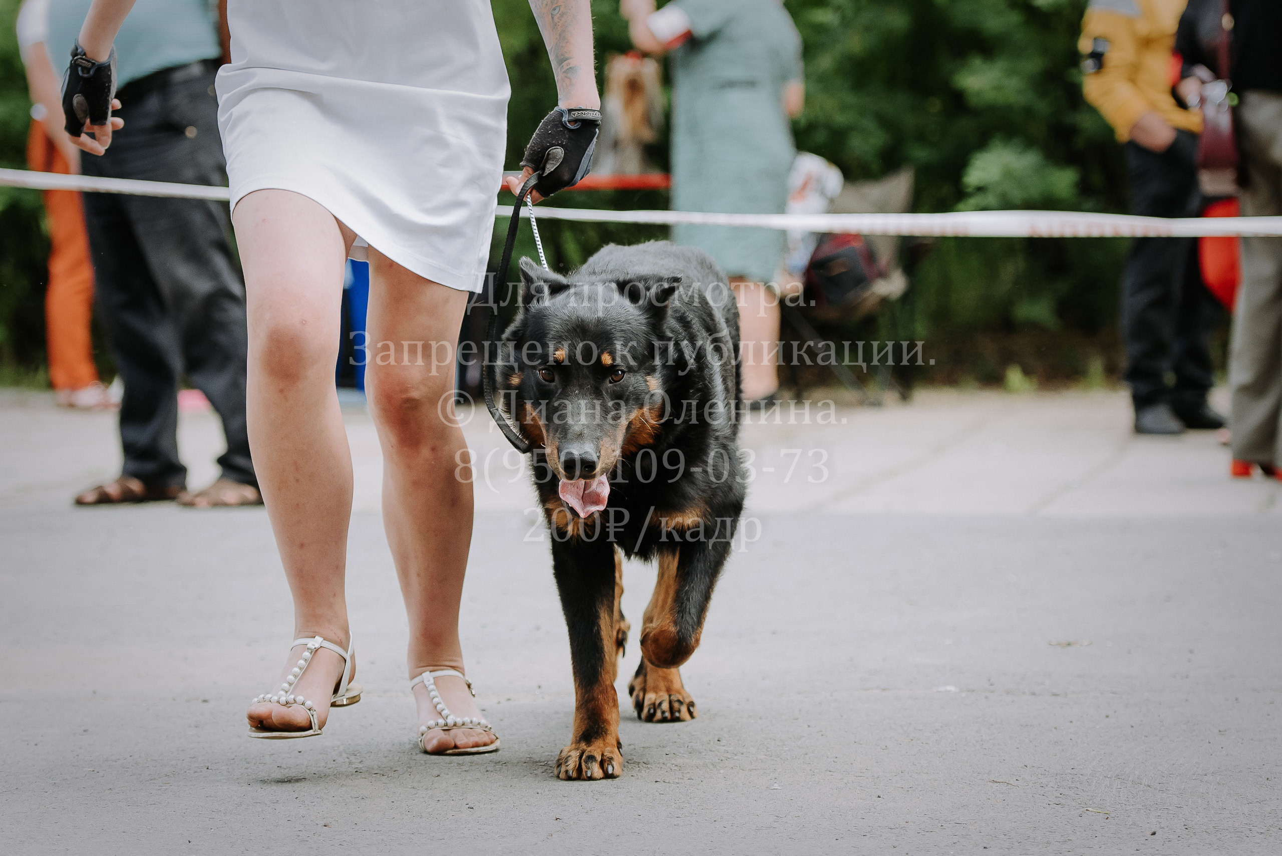 25 июня 2022 г. Братск БГОО КЛС Континенталь. Выставка собак. Фотограф Диана Оленина Красноярск / Братск