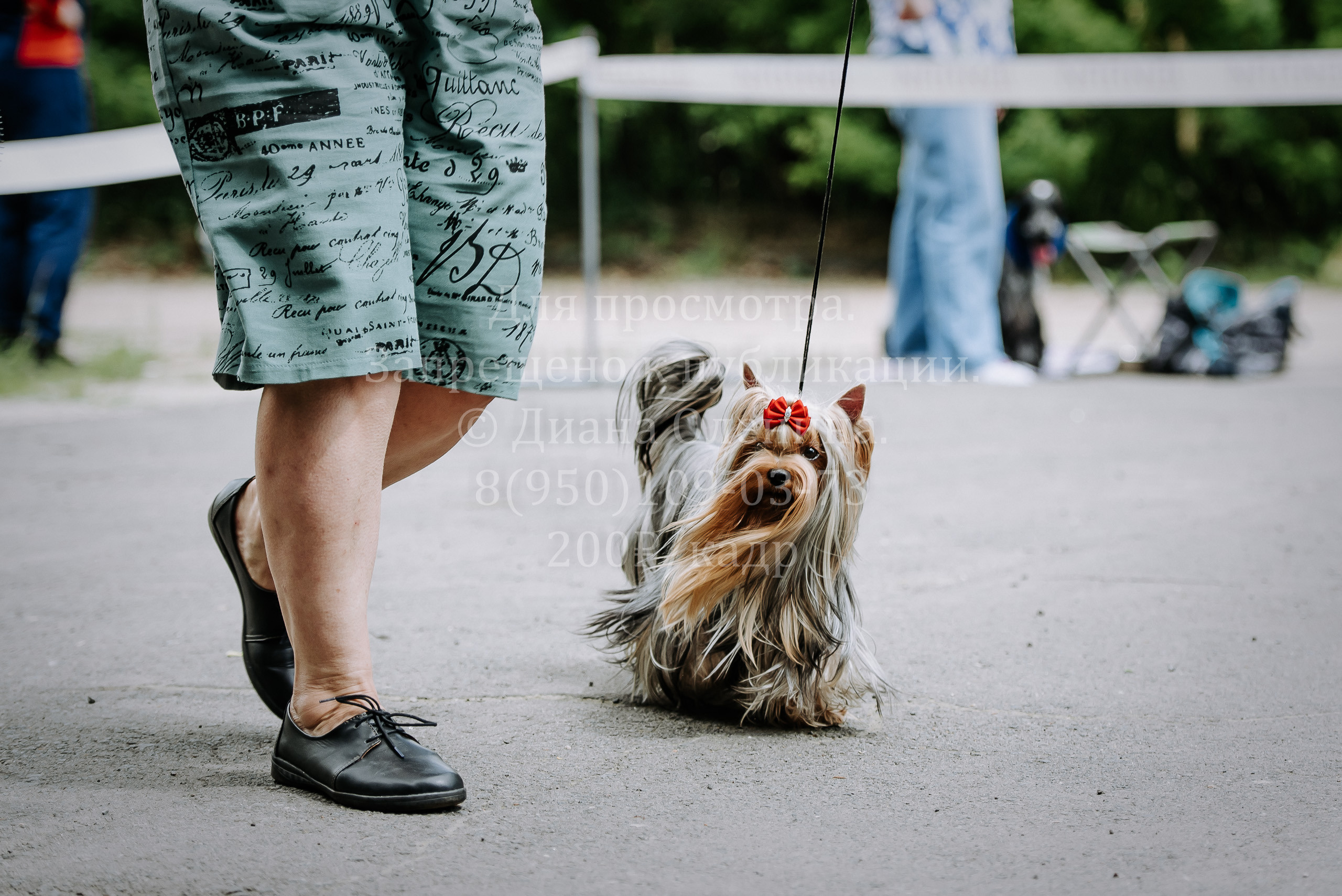 25 июня 2022 г. Братск БГОО КЛС Континенталь. Выставка собак. Фотограф Диана Оленина Красноярск / Братск