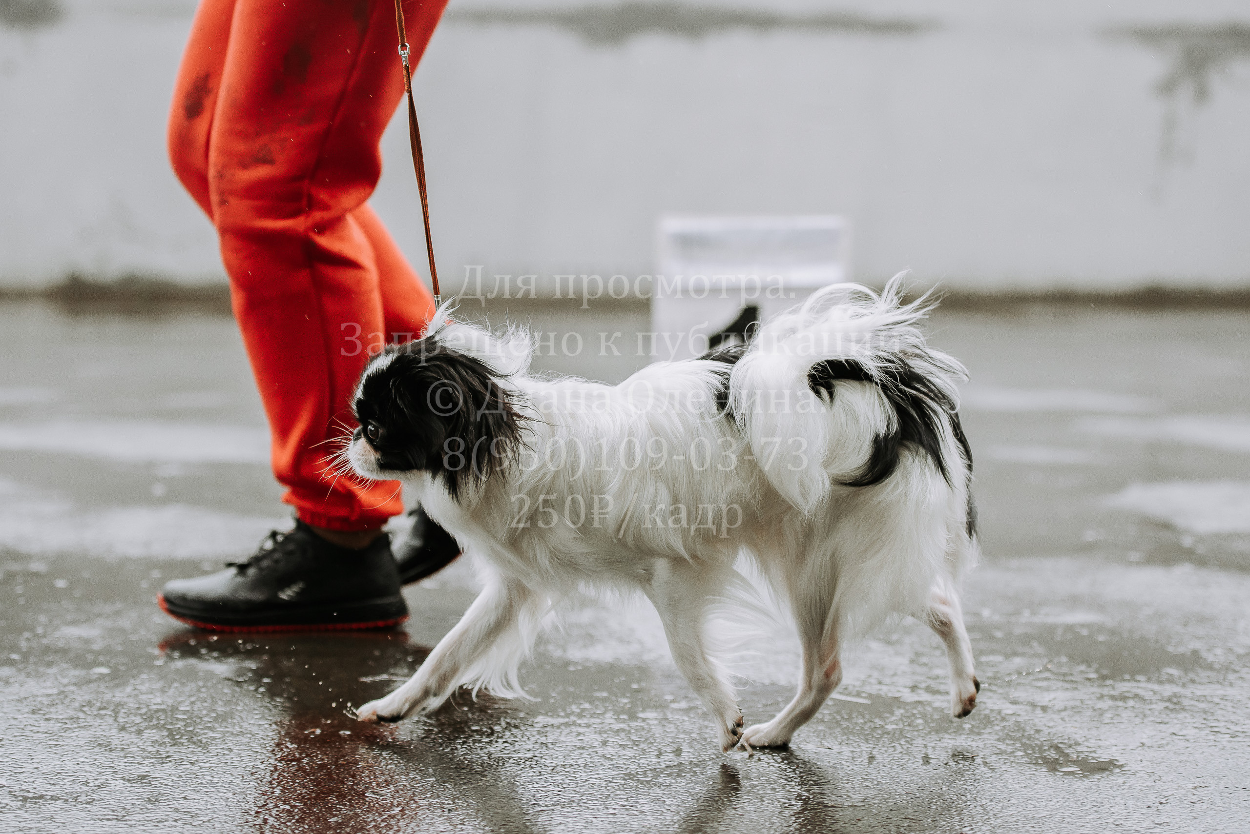 Выставка собак Братск 3 сентября 2022 Фаворит. Фотограф Диана Оленина Красноярск / Братск