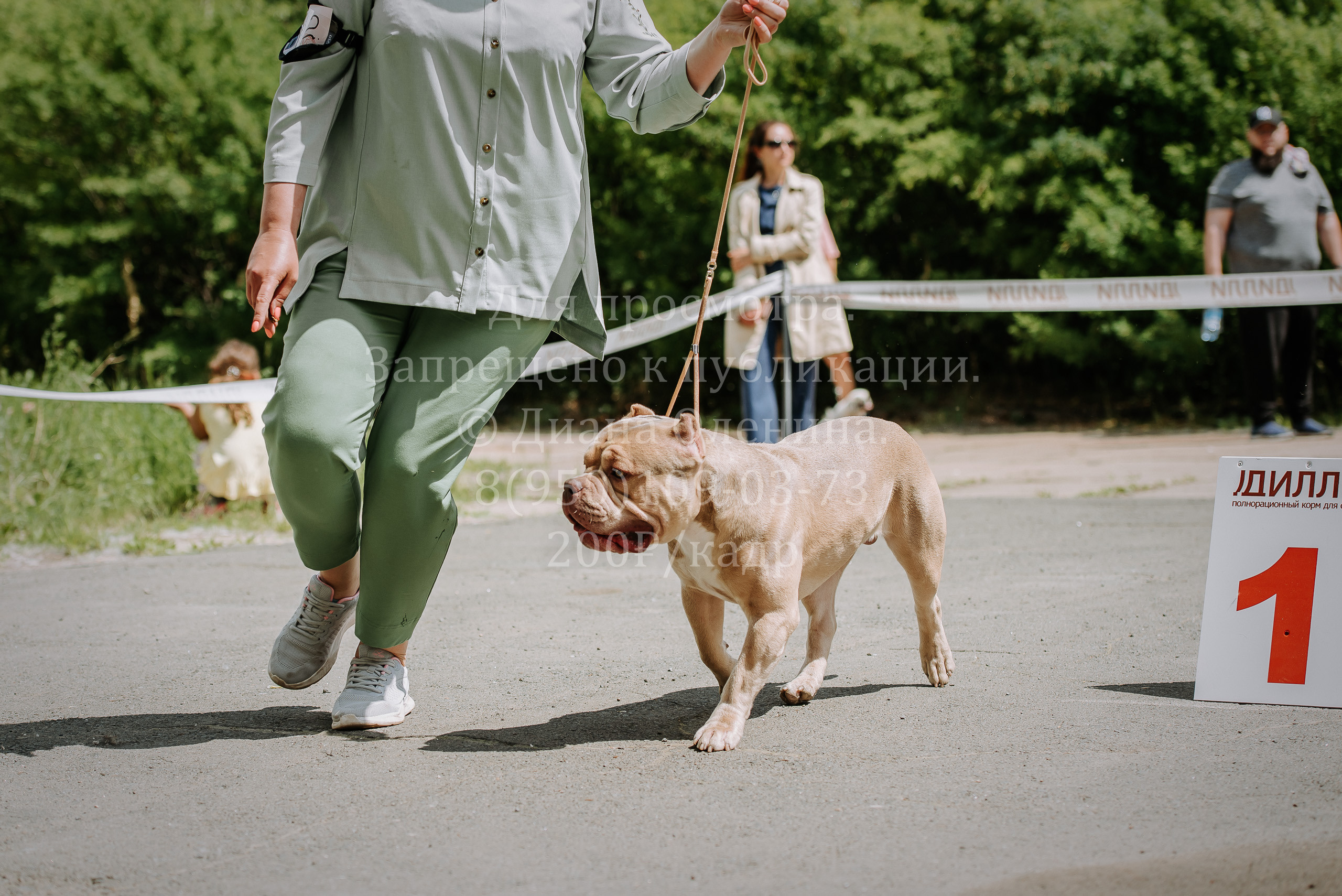 25 июня 2022 г. Братск БГОО КЛС Континенталь. Выставка собак. Фотограф Диана Оленина Красноярск / Братск
