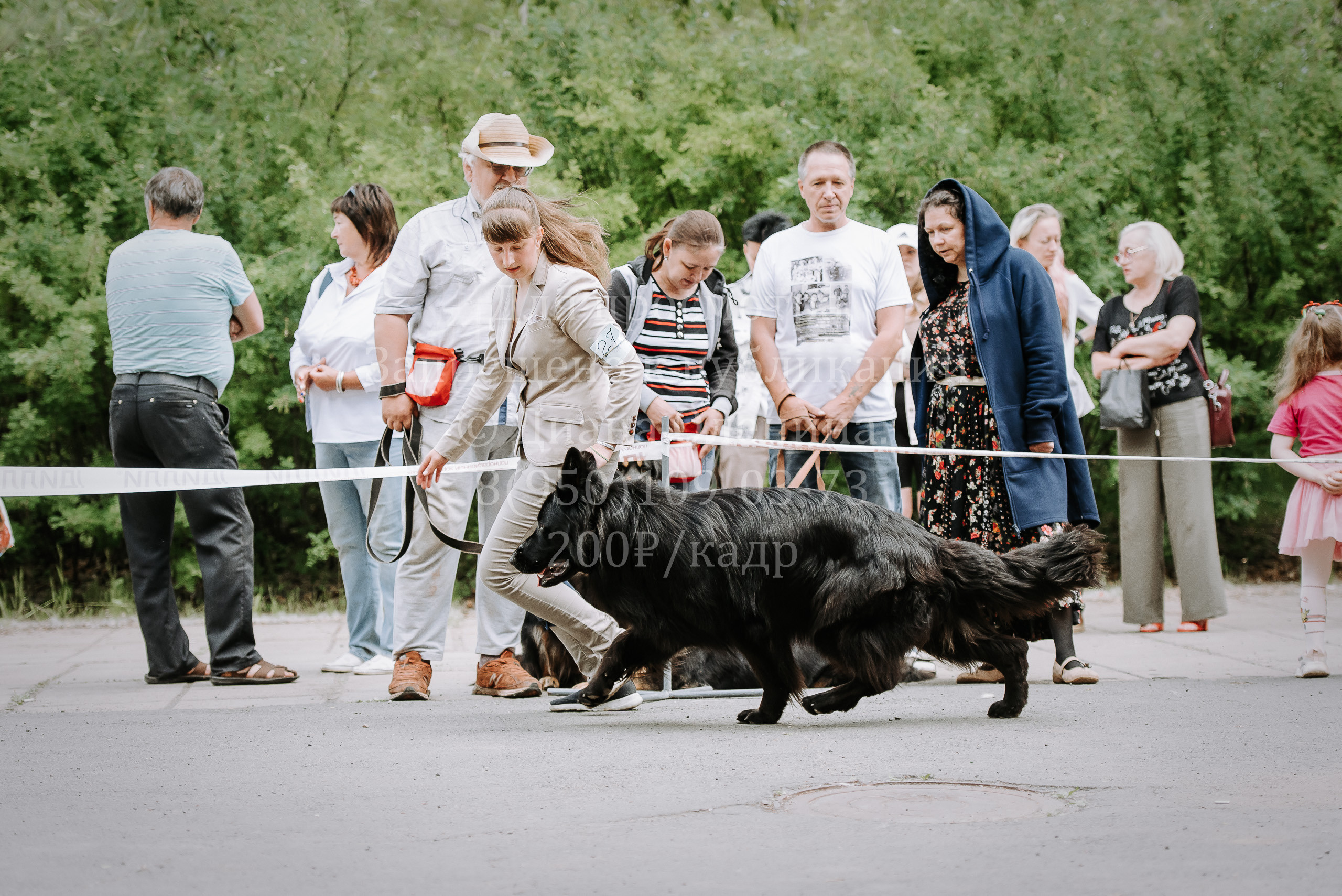 25 июня 2022 г. Братск БГОО КЛС Континенталь. Выставка собак. Фотограф Диана Оленина Красноярск / Братск