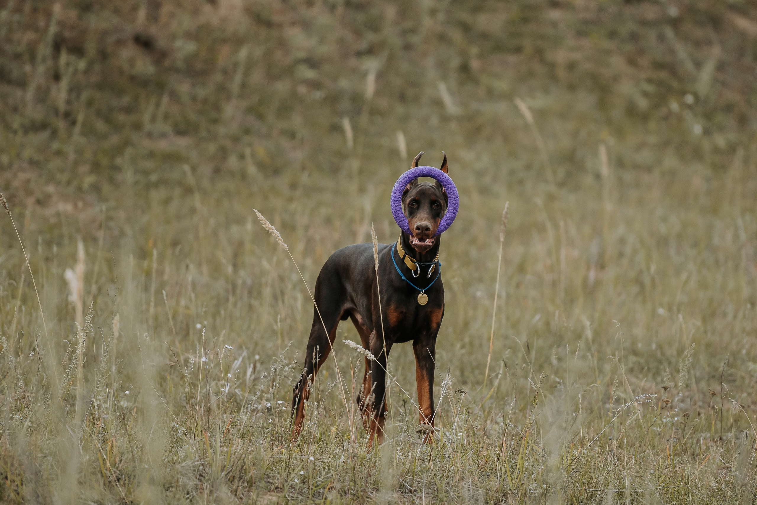 Натали&Евгений и Юстос. Фотограф Диана Оленина Красноярск / Братск