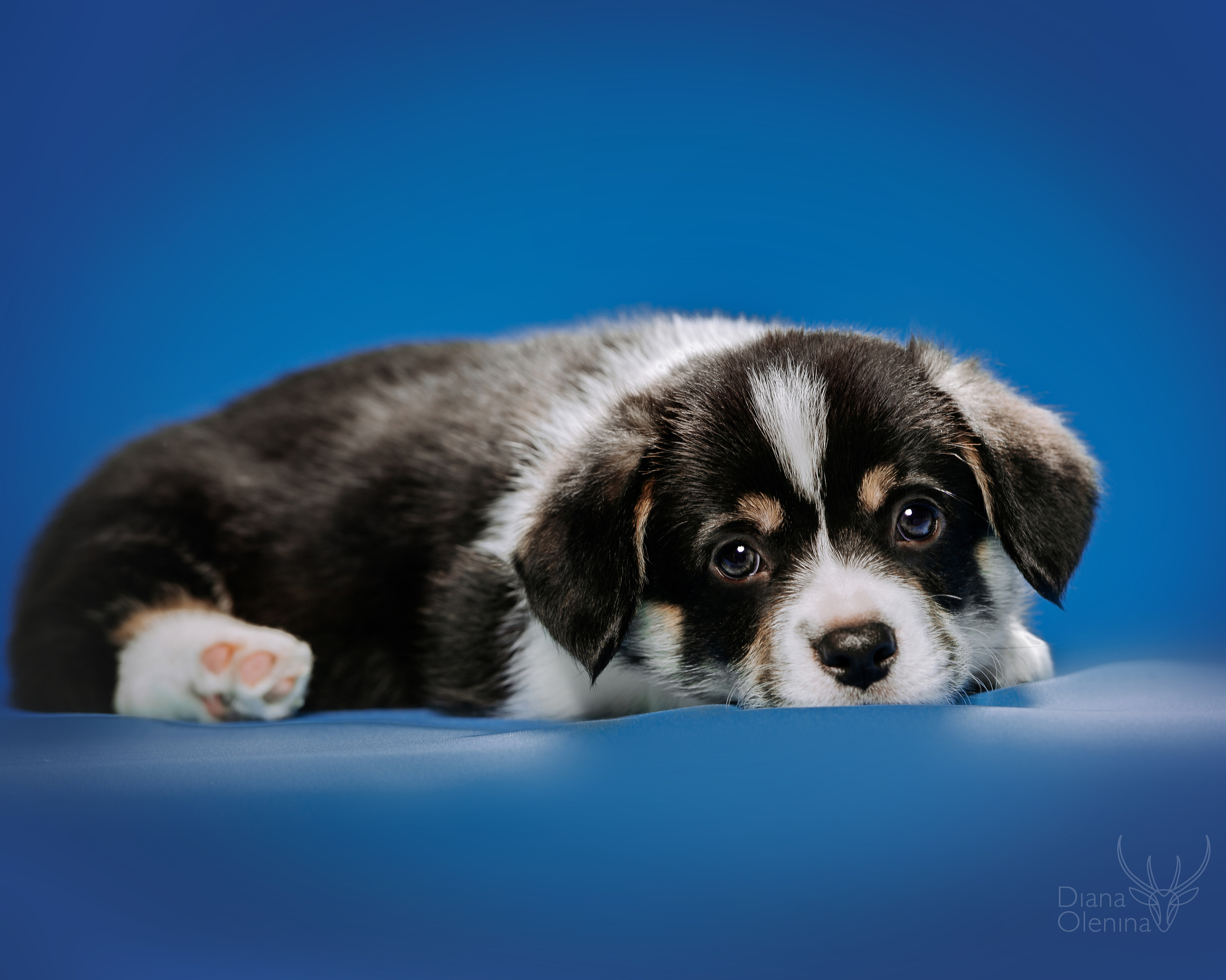 Фотосессия щенков Вельш Корги Пемброк. Съемка помета. Фотосъемка. Фотограф Диана Оленина Красноярск / Братск