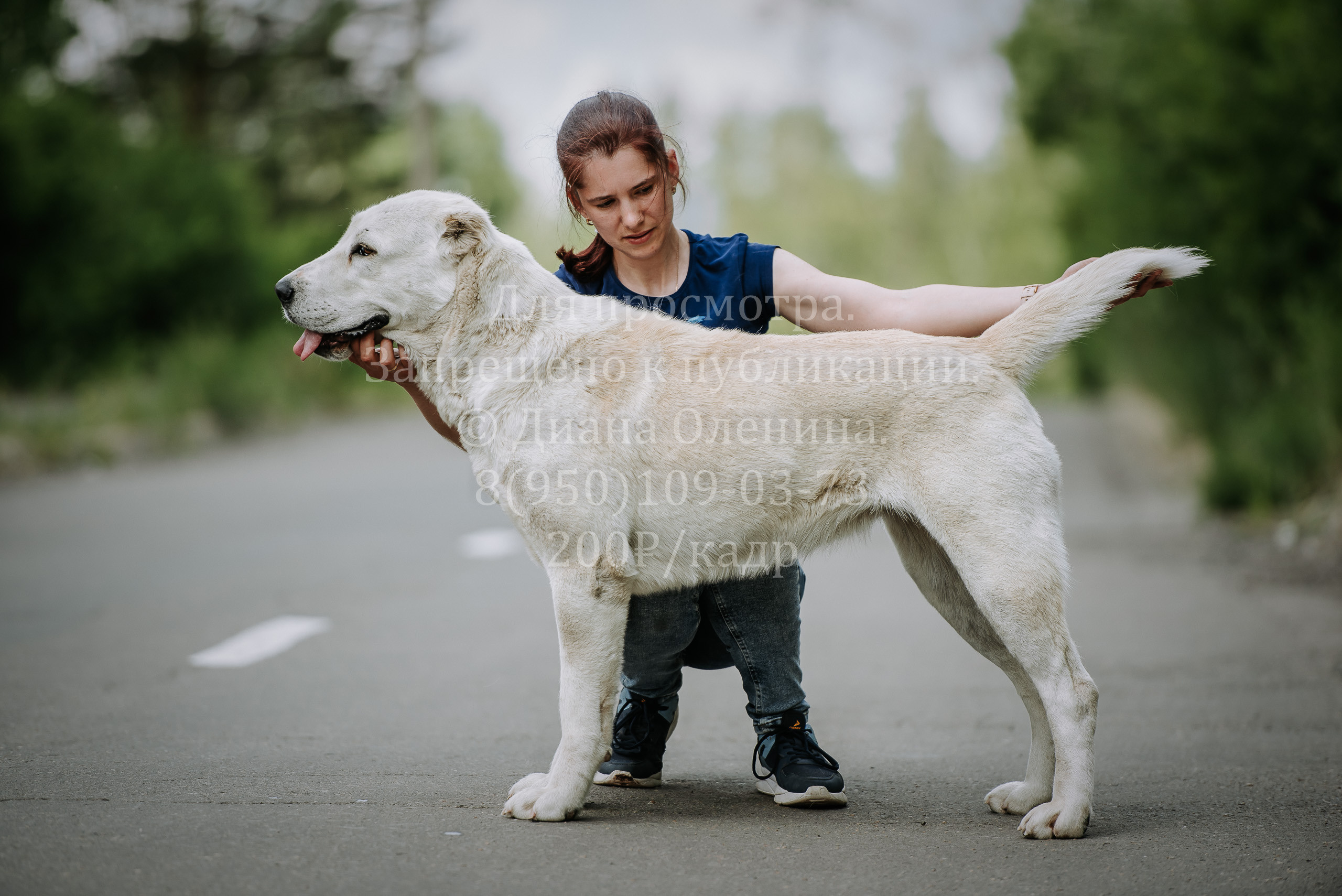 25 июня 2022 г. Братск БГОО КЛС Континенталь. Выставка собак. Фотограф Диана Оленина Красноярск / Братск