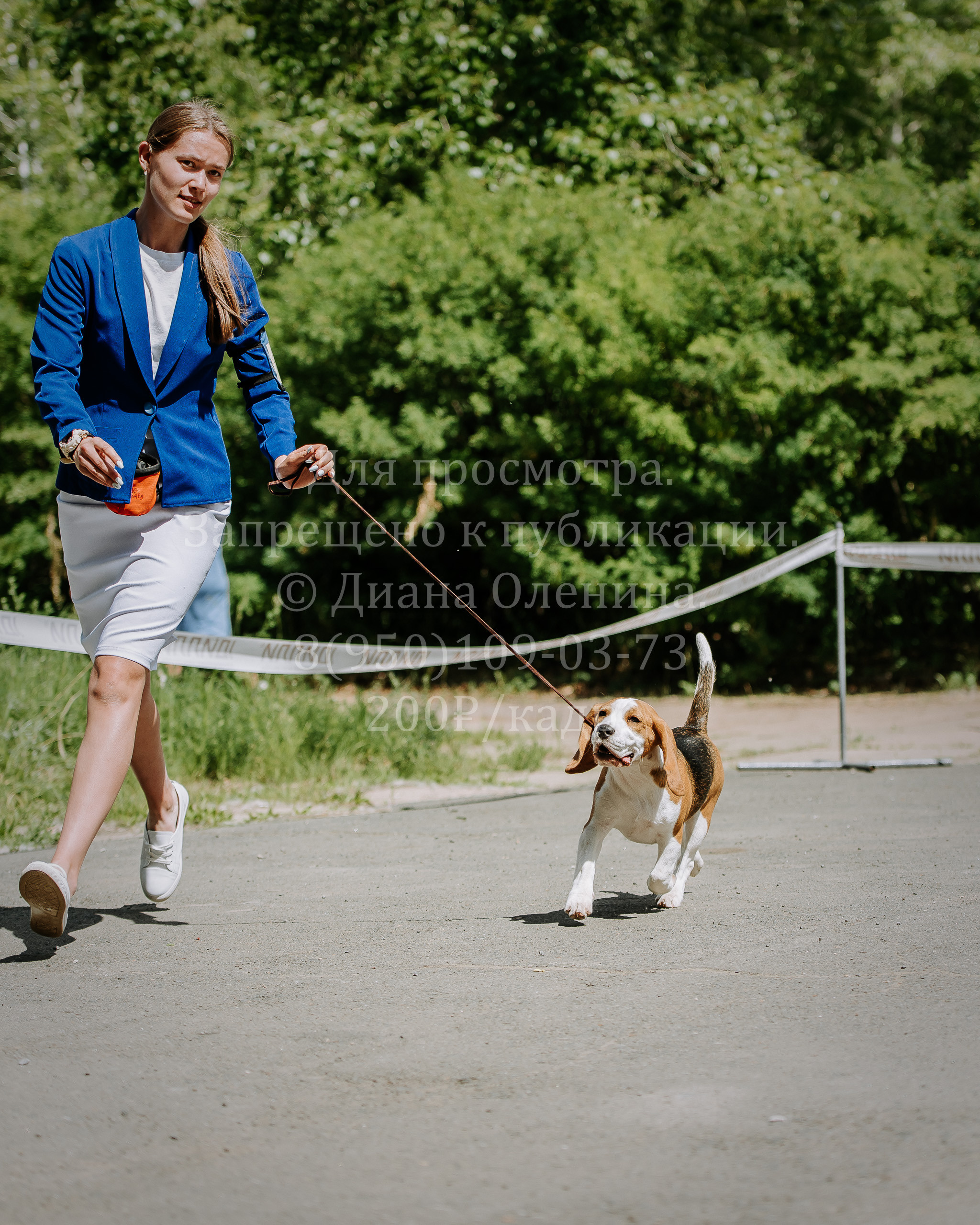 25 июня 2022 г. Братск БГОО КЛС Континенталь. Выставка собак. Фотограф Диана Оленина Красноярск / Братск