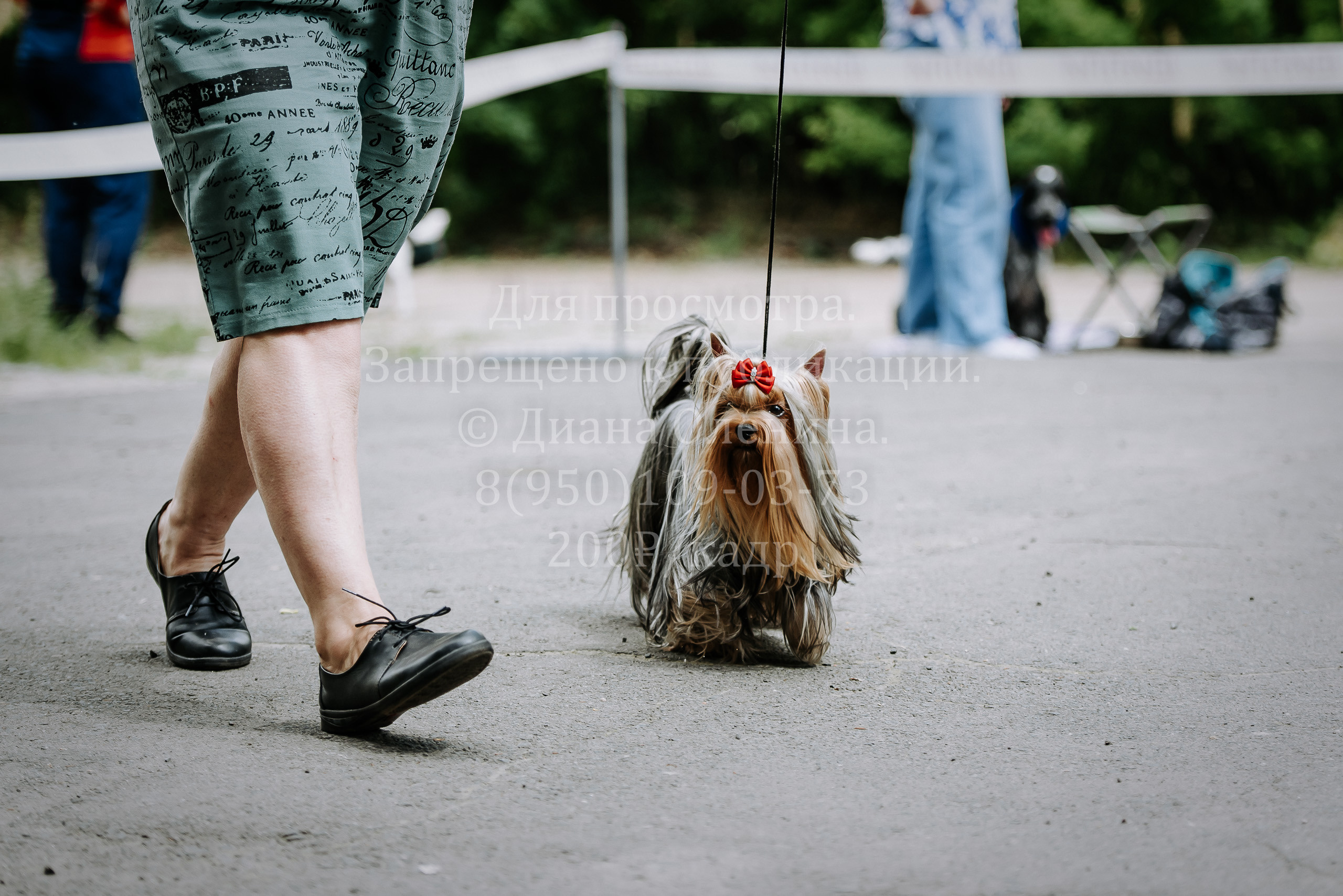25 июня 2022 г. Братск БГОО КЛС Континенталь. Выставка собак. Фотограф Диана Оленина Красноярск / Братск