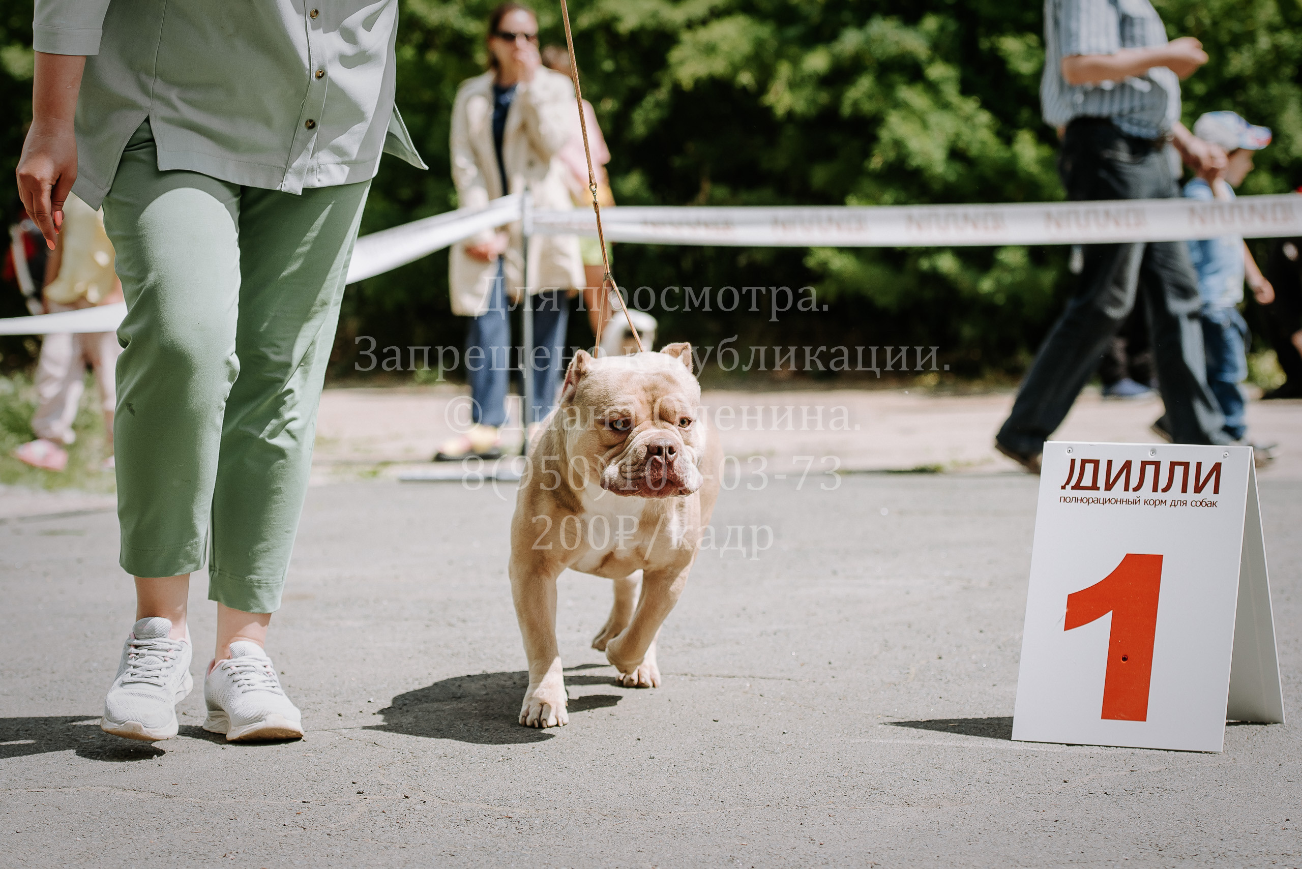 25 июня 2022 г. Братск БГОО КЛС Континенталь. Выставка собак. Фотограф Диана Оленина Красноярск / Братск