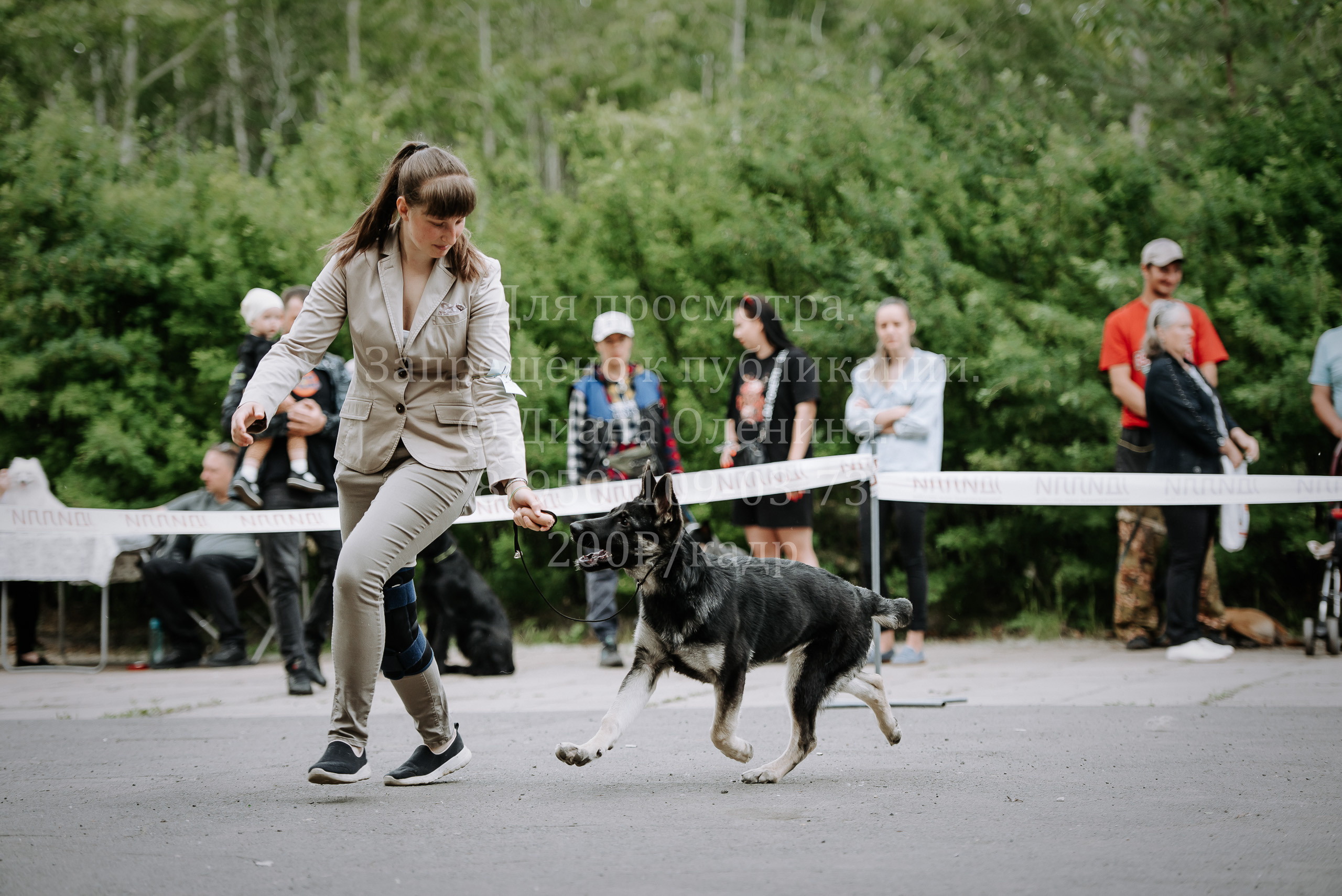 25 июня 2022 г. Братск БГОО КЛС Континенталь. Выставка собак. Фотограф Диана Оленина Красноярск / Братск