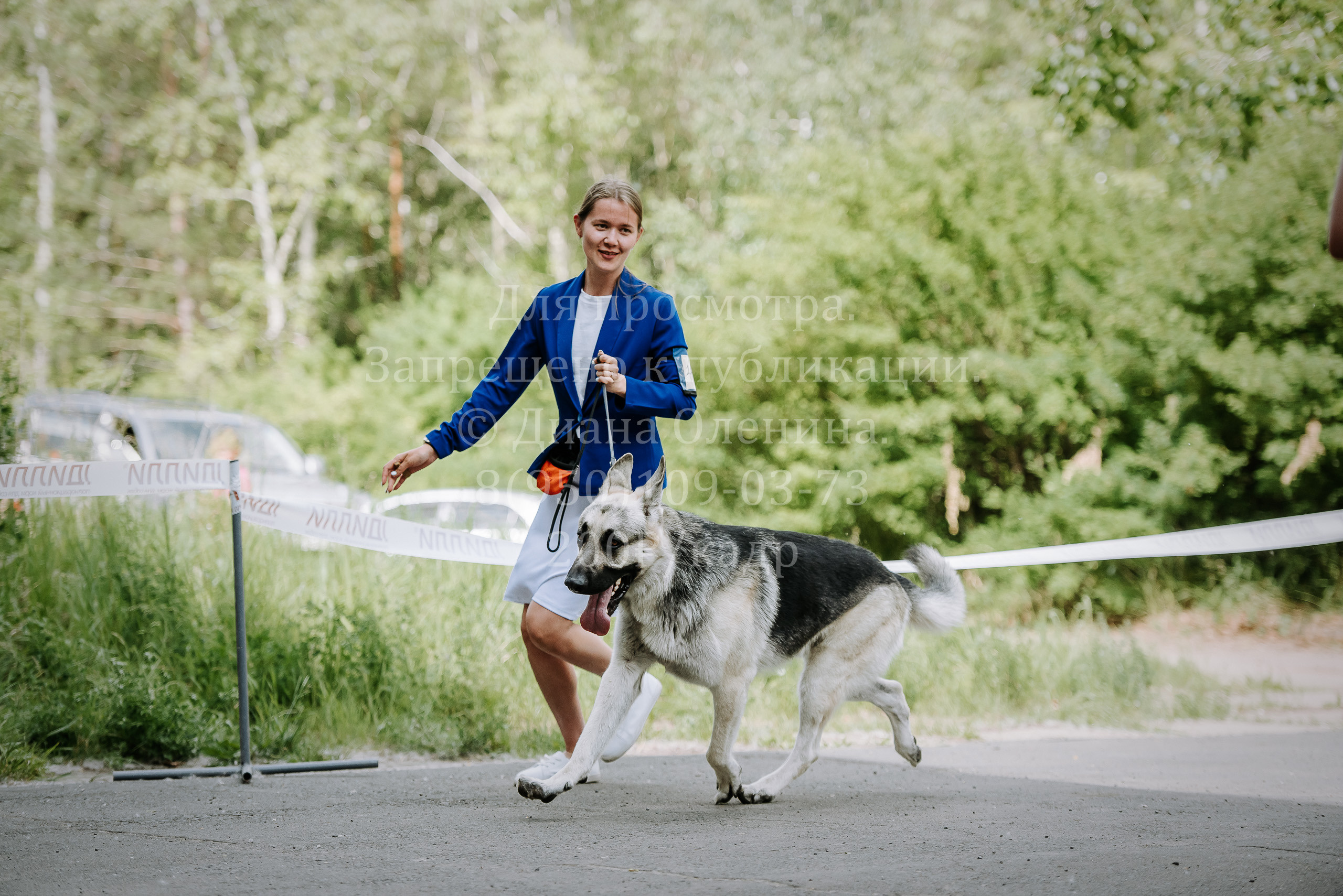 25 июня 2022 г. Братск БГОО КЛС Континенталь. Выставка собак. Фотограф Диана Оленина Красноярск / Братск