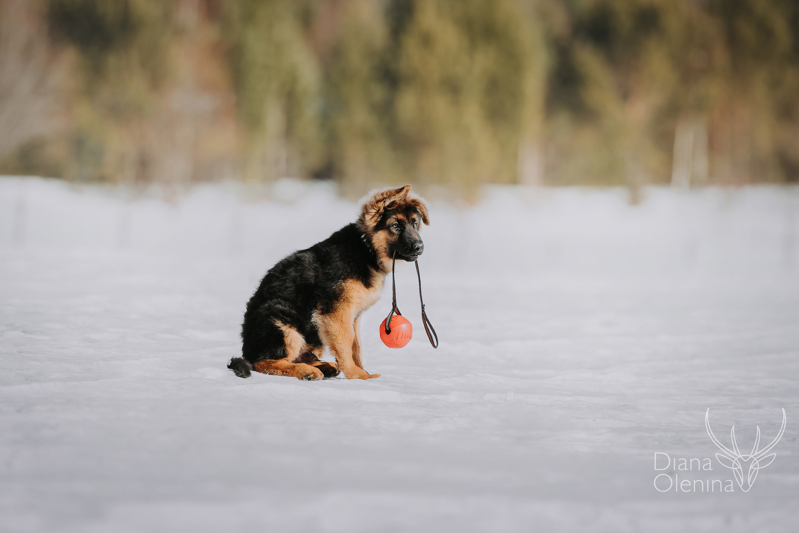 Немецкие овчарки. Фотограф Диана Оленина Красноярск / Братск