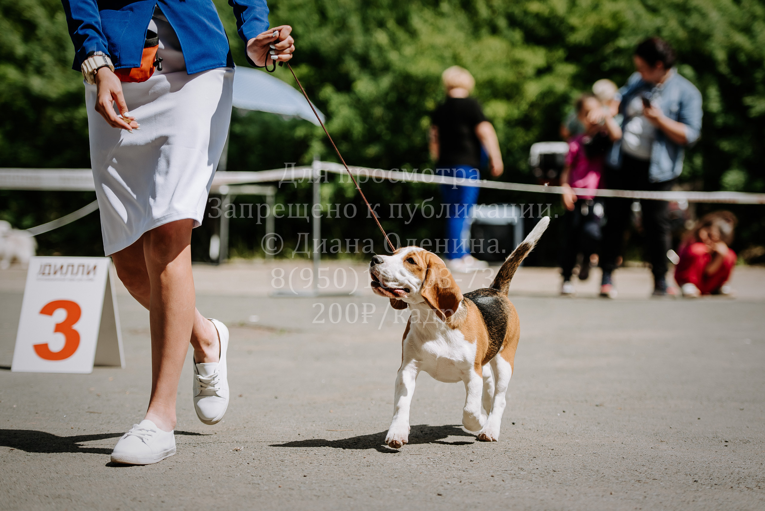 25 июня 2022 г. Братск БГОО КЛС Континенталь. Выставка собак. Фотограф Диана Оленина Красноярск / Братск