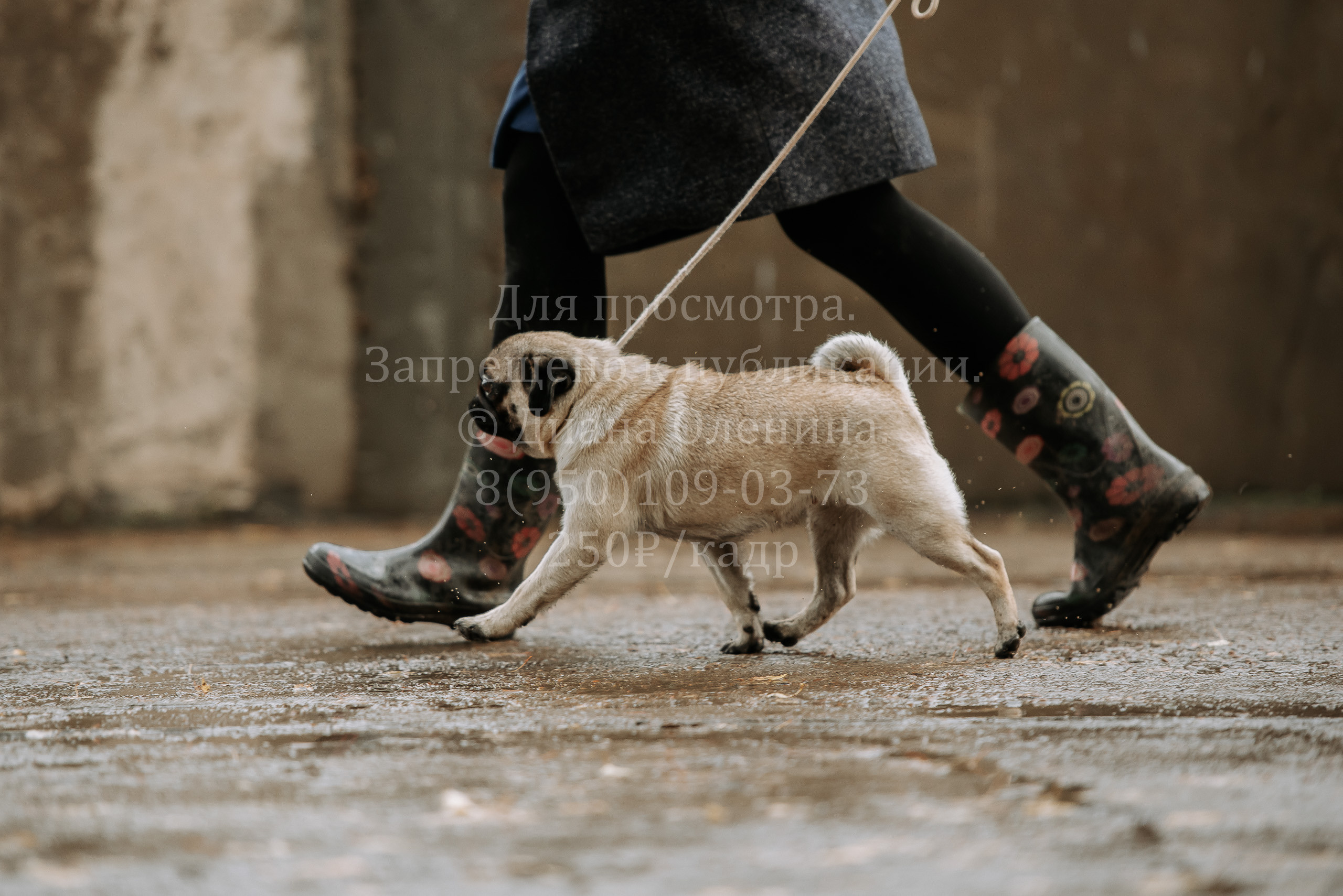 Выставка собак Братск 3 сентября 2022 Фаворит. Фотограф Диана Оленина Красноярск / Братск