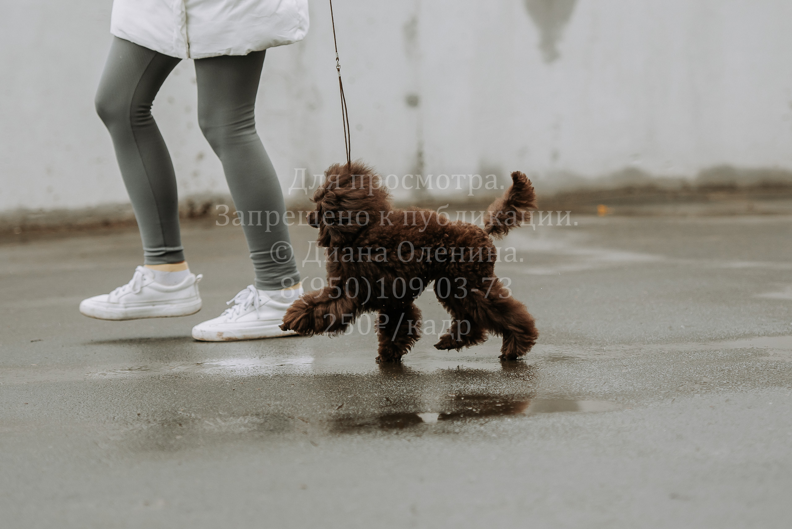 Выставка собак Братск 3 сентября 2022 Фаворит. Фотограф Диана Оленина Красноярск / Братск