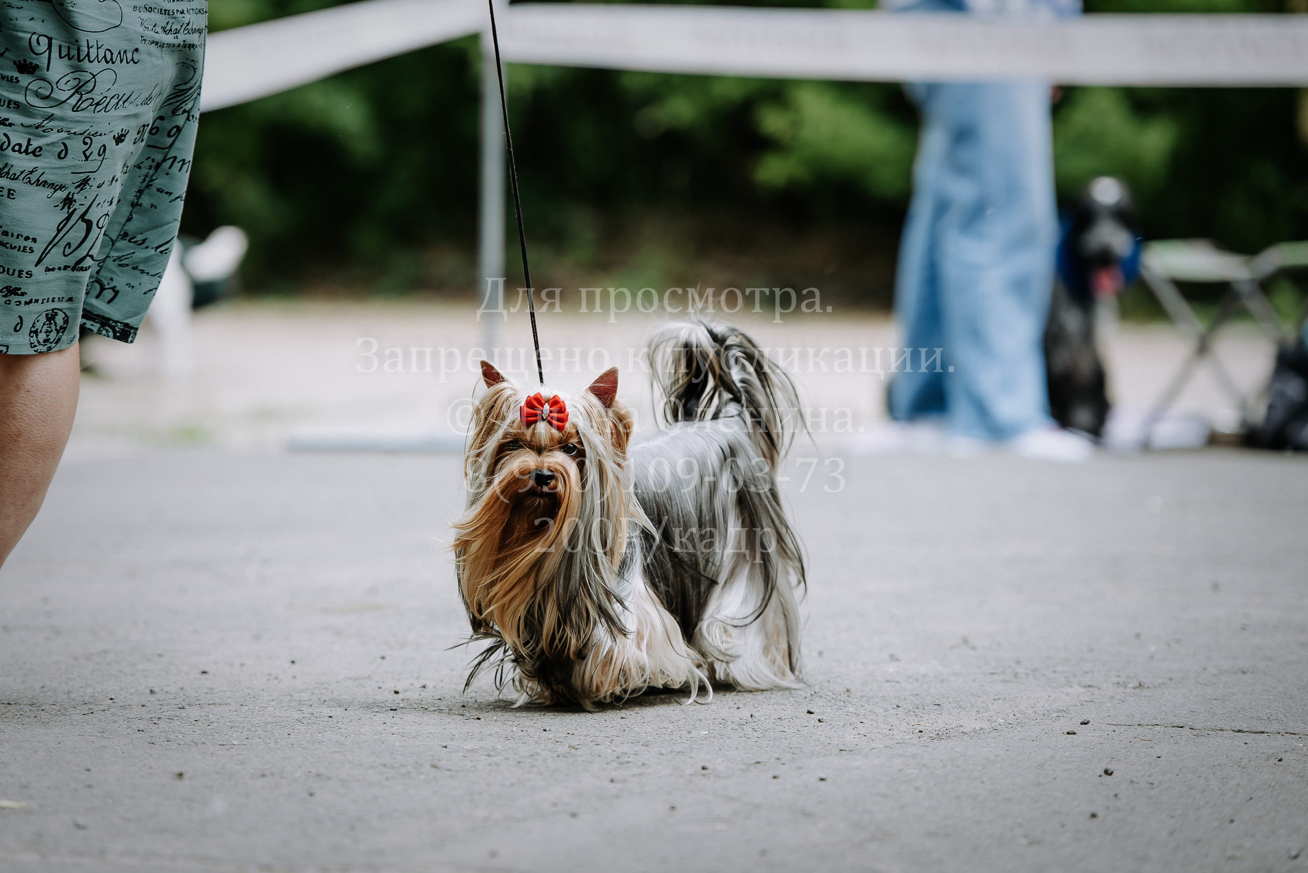 25 июня 2022 г. Братск БГОО КЛС Континенталь. Выставка собак. Фотограф Диана Оленина Красноярск / Братск