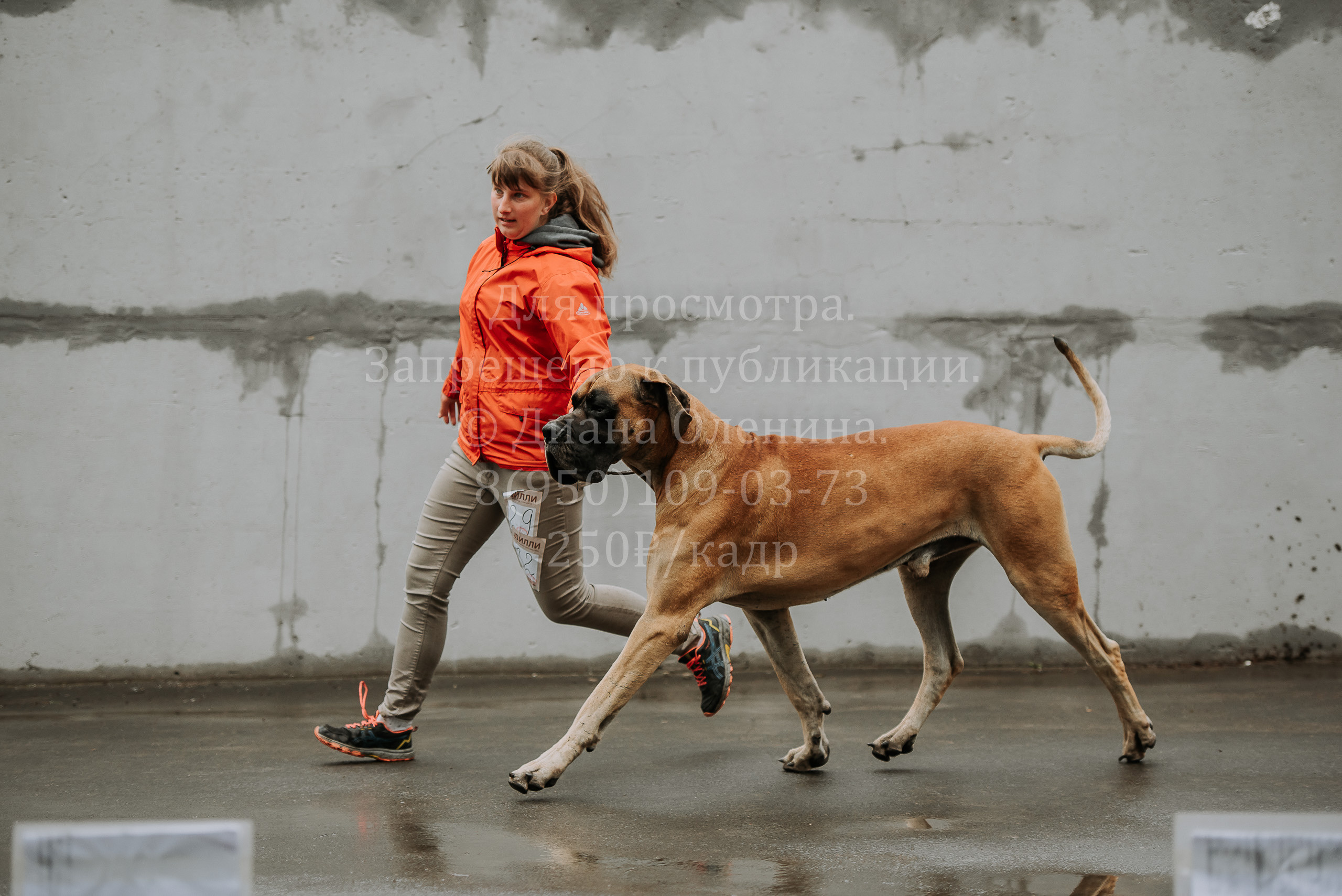 Выставка собак Братск 3 сентября 2022 Фаворит. Фотограф Диана Оленина Красноярск / Братск