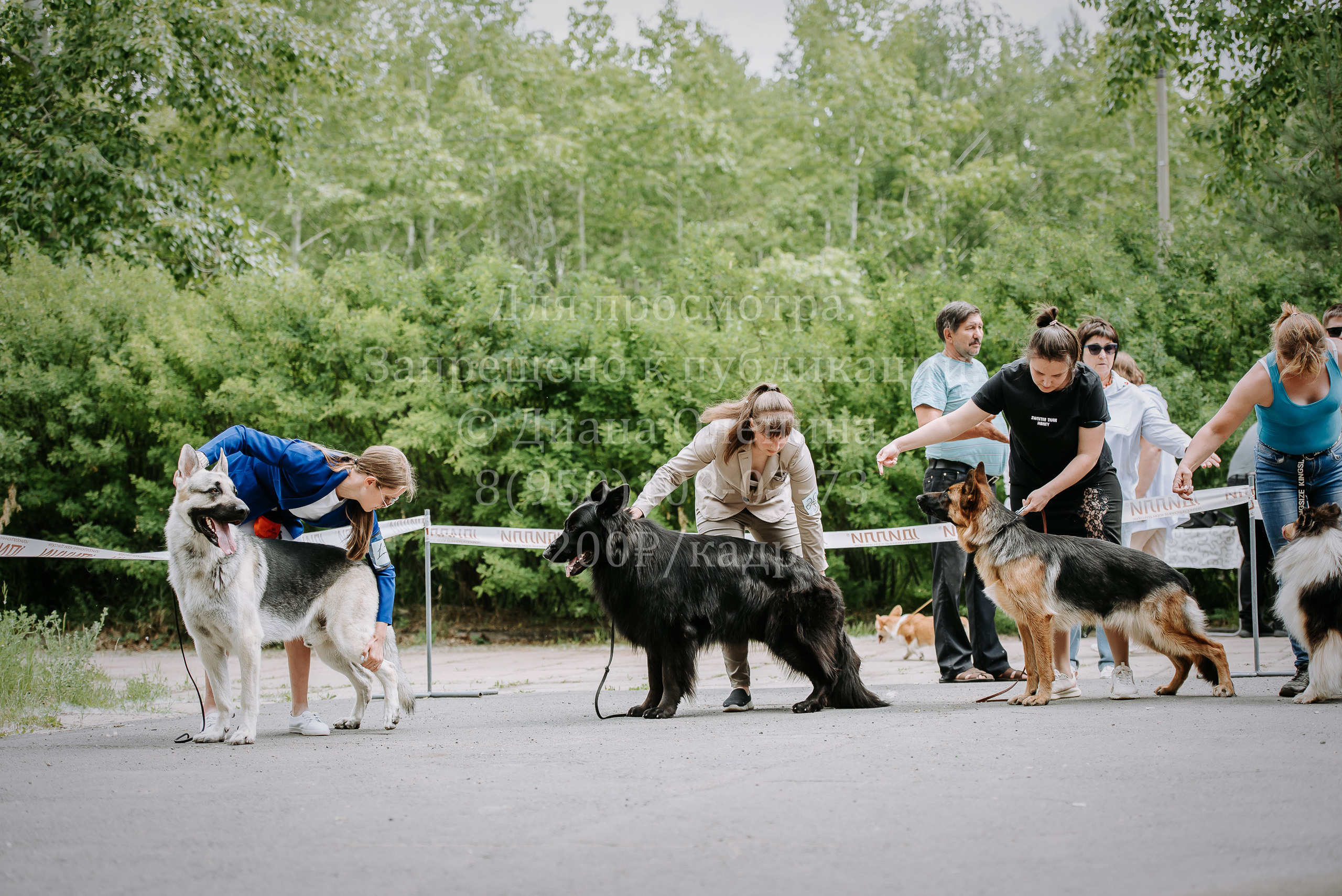 25 июня 2022 г. Братск БГОО КЛС Континенталь. Выставка собак. Фотограф Диана Оленина Красноярск / Братск
