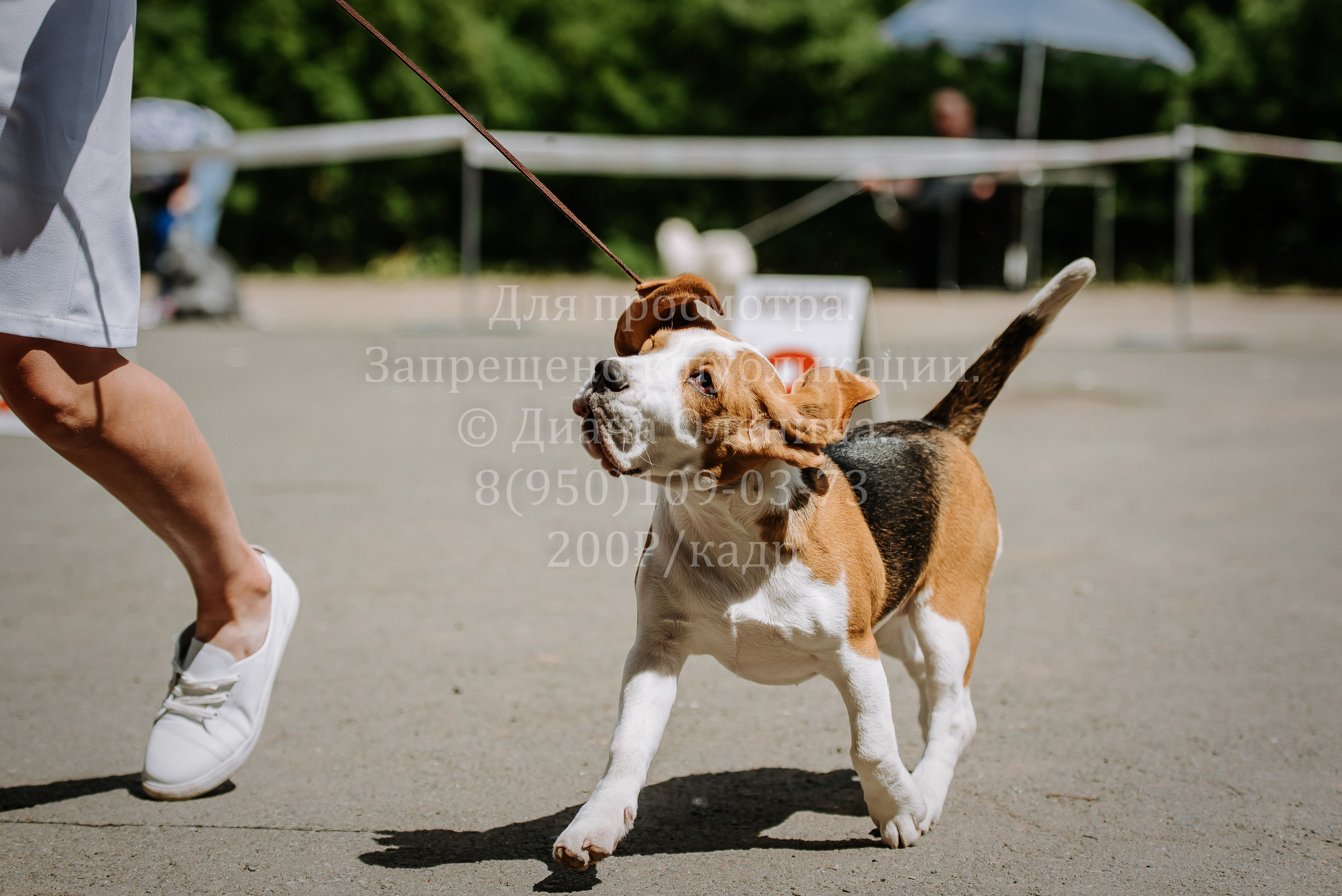 25 июня 2022 г. Братск БГОО КЛС Континенталь. Выставка собак. Фотограф Диана Оленина Красноярск / Братск