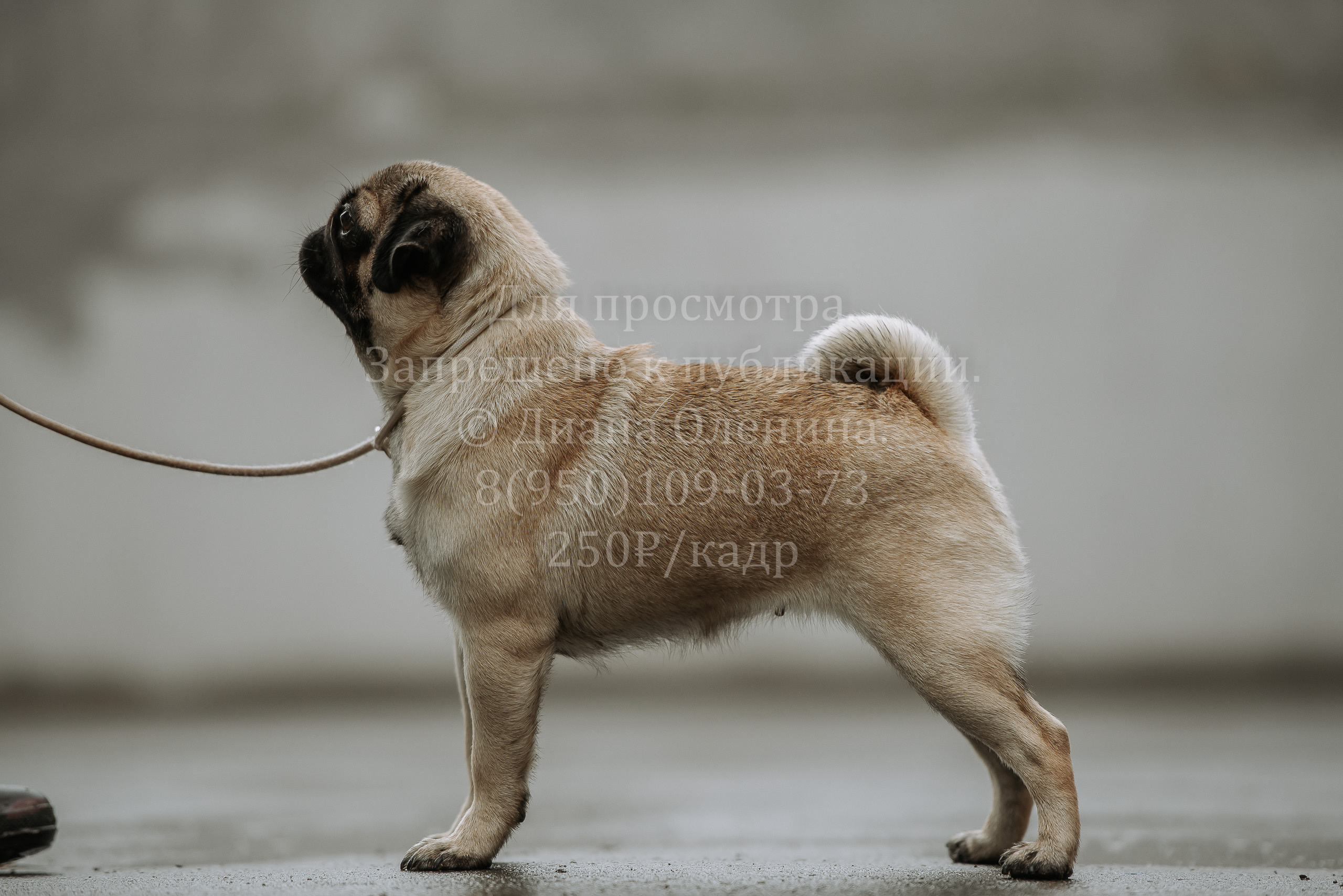 Выставка собак Братск 3 сентября 2022 Фаворит. Фотограф Диана Оленина Красноярск / Братск