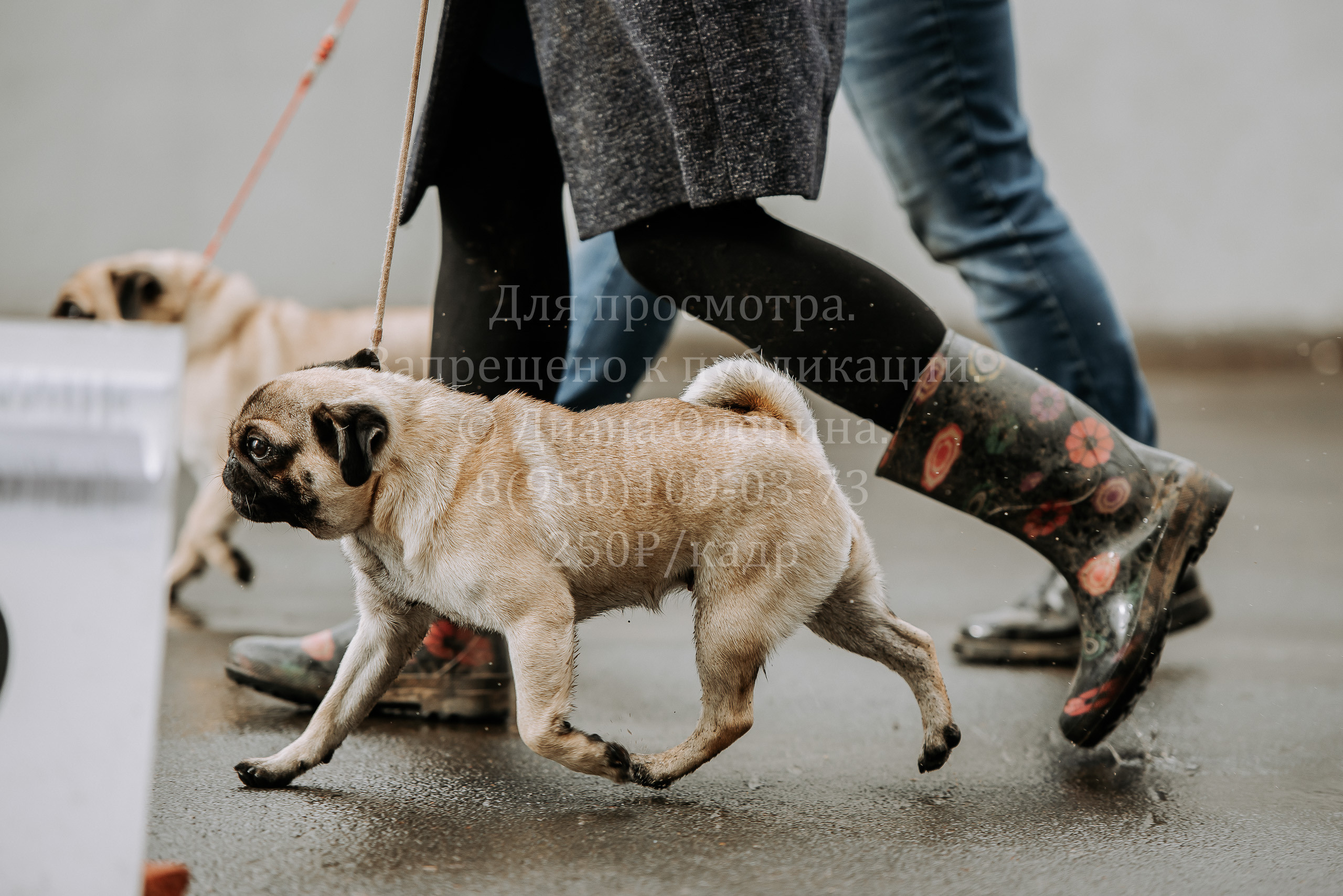 Выставка собак Братск 3 сентября 2022 Фаворит. Фотограф Диана Оленина Красноярск / Братск