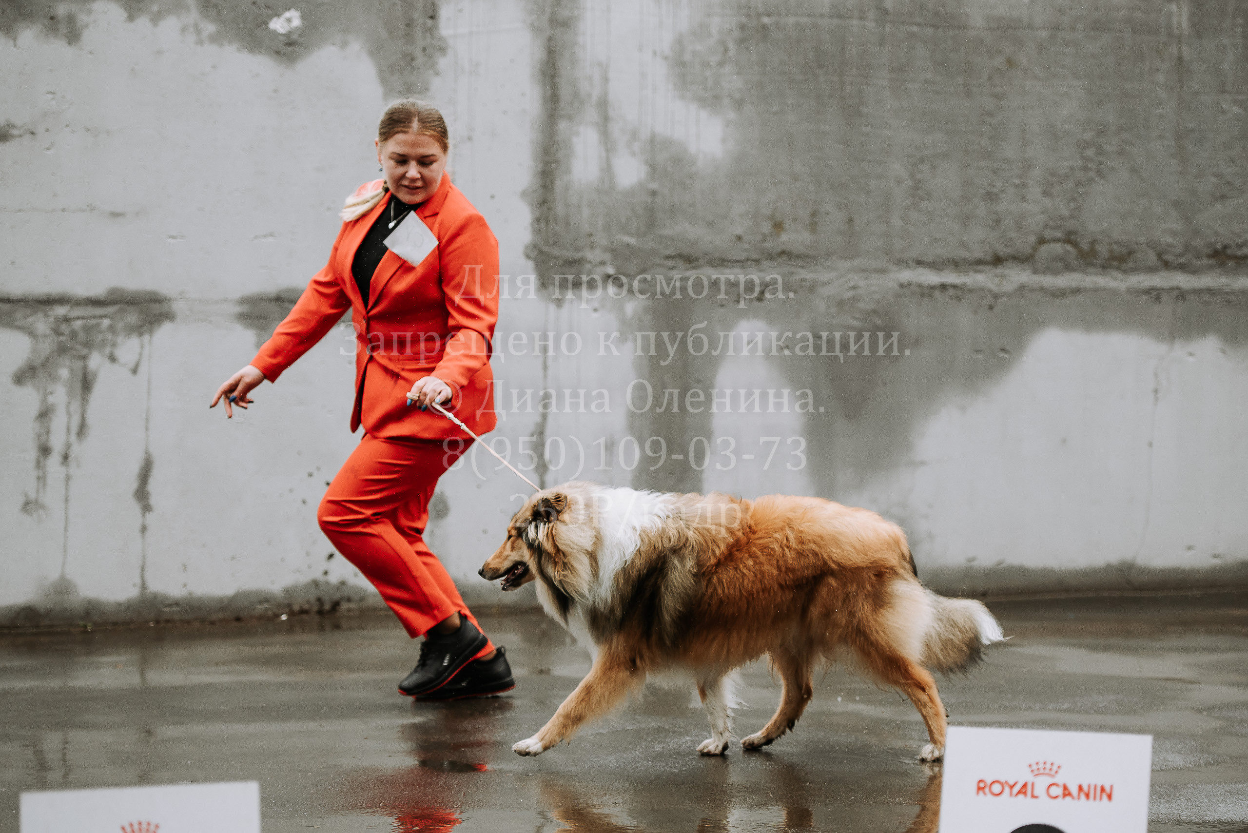 Выставка собак Братск 3 сентября 2022 Фаворит. Фотограф Диана Оленина Красноярск / Братск