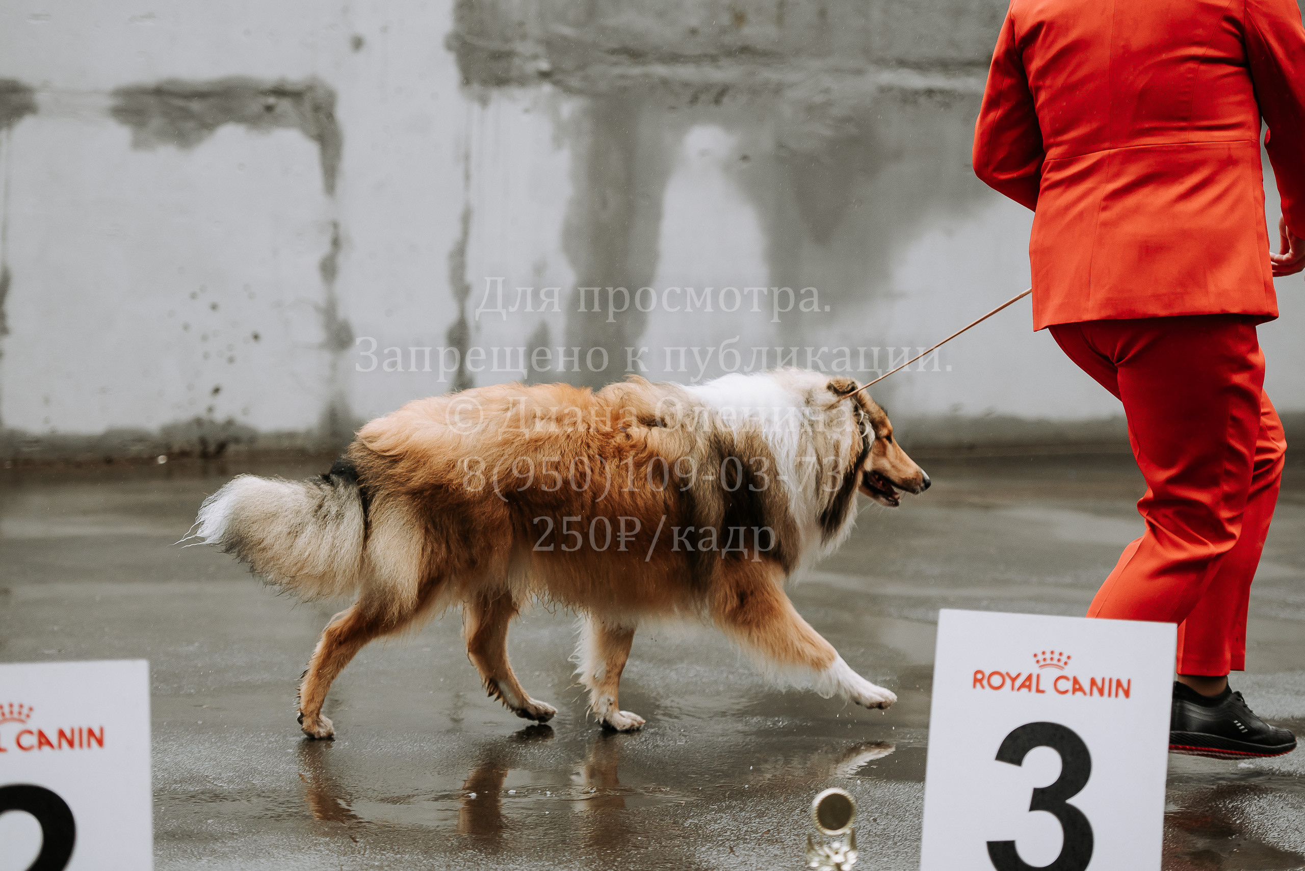 Выставка собак Братск 3 сентября 2022 Фаворит. Фотограф Диана Оленина Красноярск / Братск