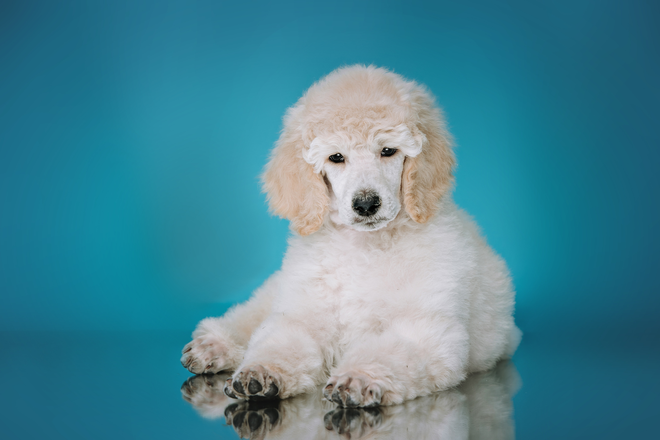 Большой королевский пудель. Фотограф Диана Оленина Красноярск / Братск