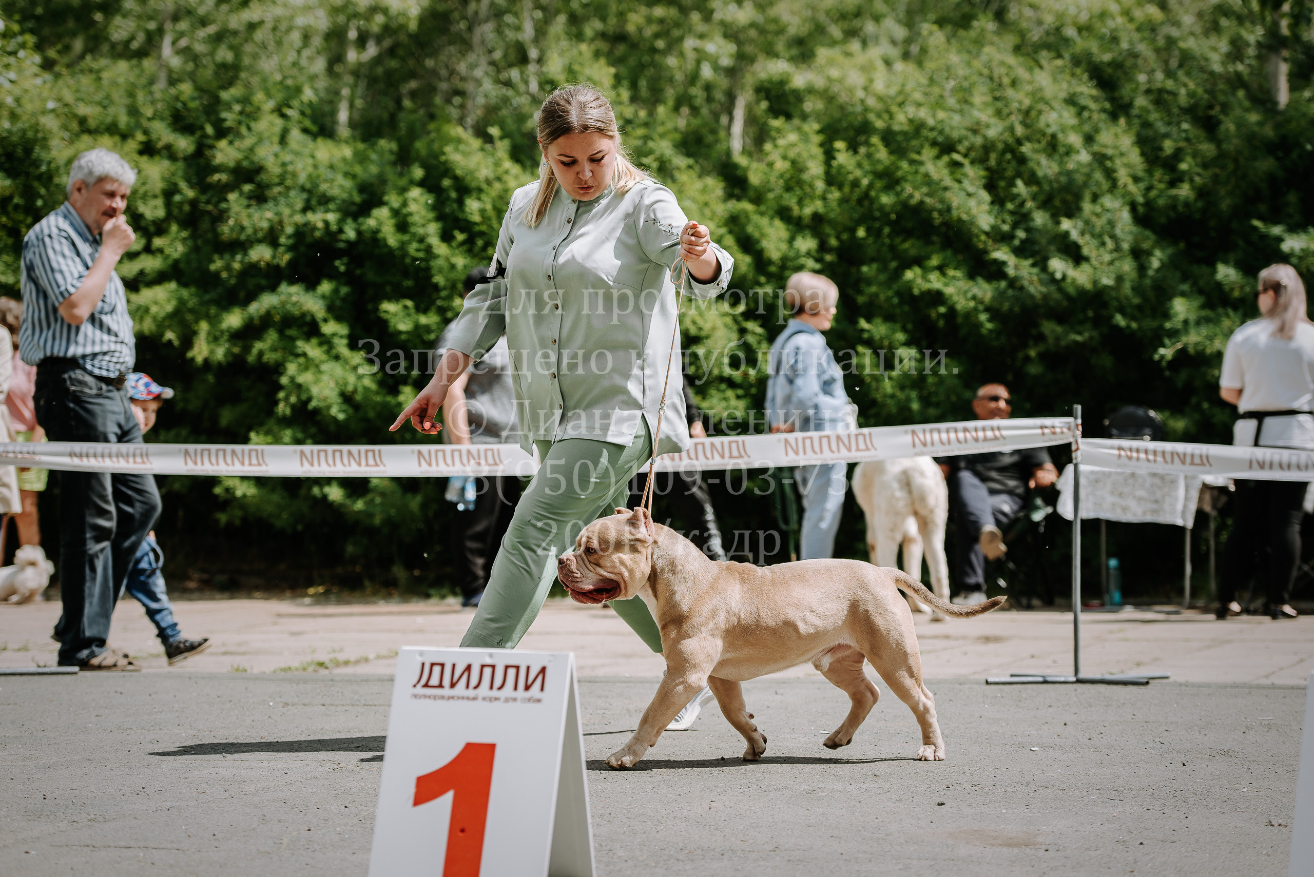 25 июня 2022 г. Братск БГОО КЛС Континенталь. Выставка собак. Фотограф Диана Оленина Красноярск / Братск