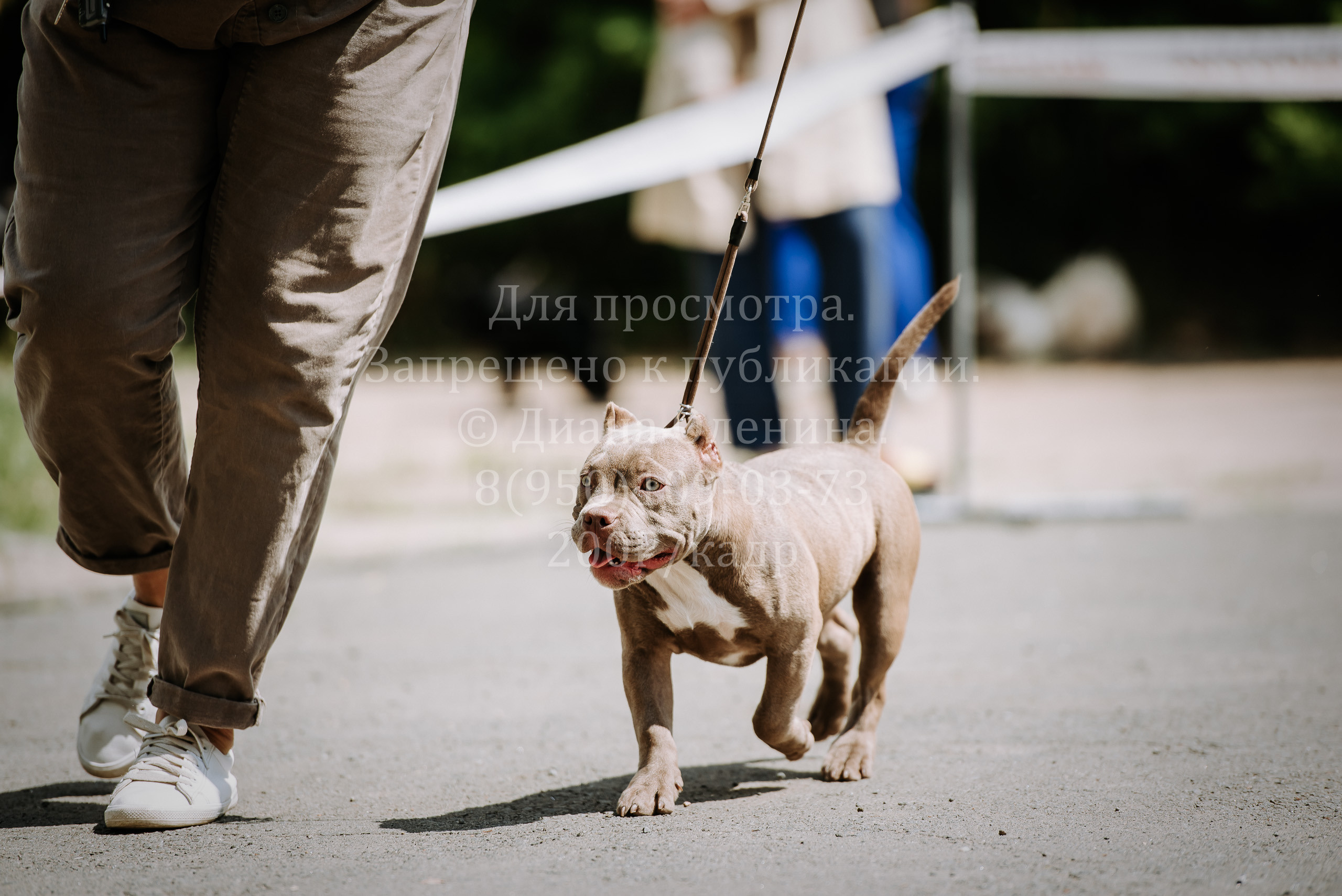 25 июня 2022 г. Братск БГОО КЛС Континенталь. Выставка собак. Фотограф Диана Оленина Красноярск / Братск