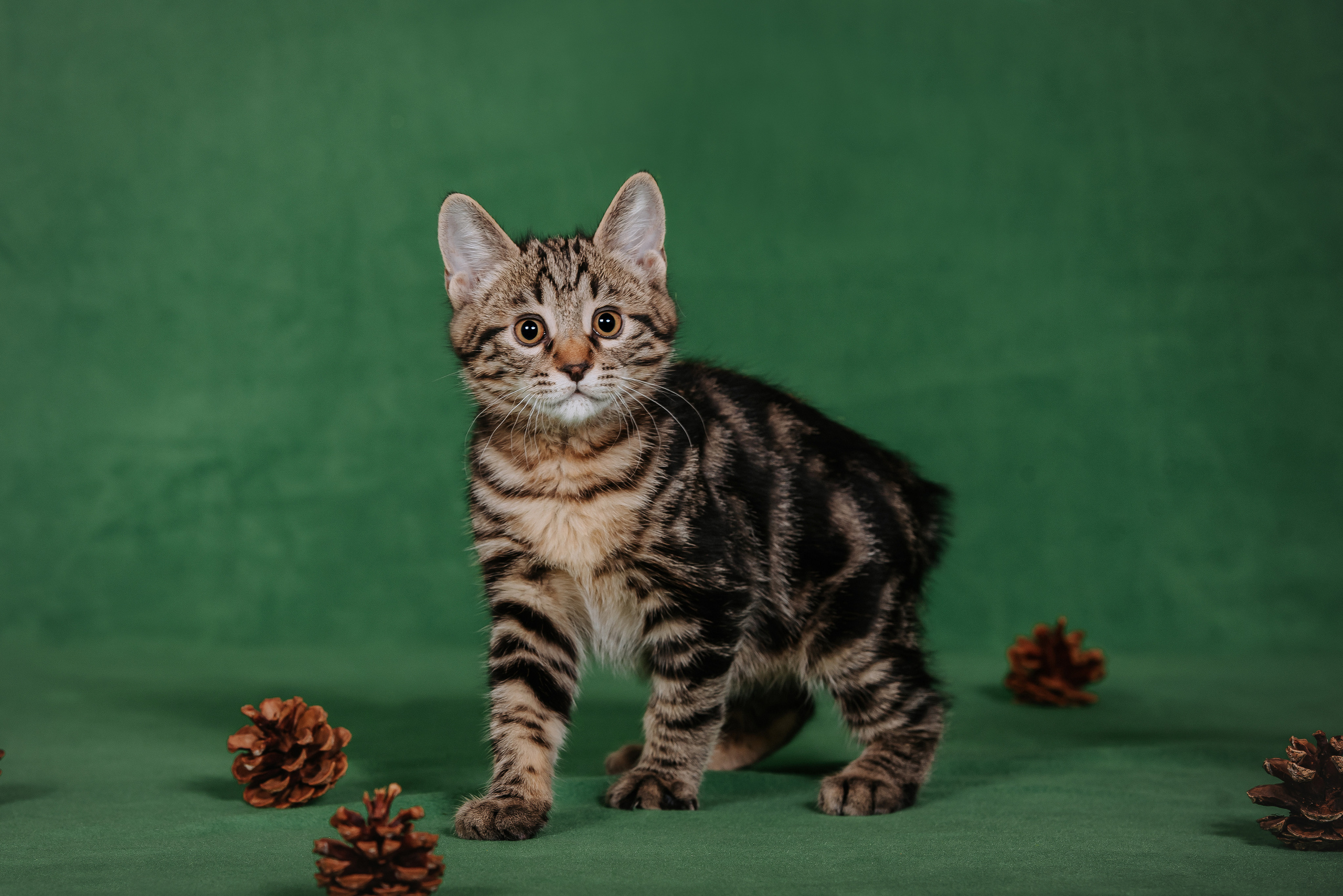 Курильский бобтейл. Фотограф Диана Оленина Красноярск / Братск