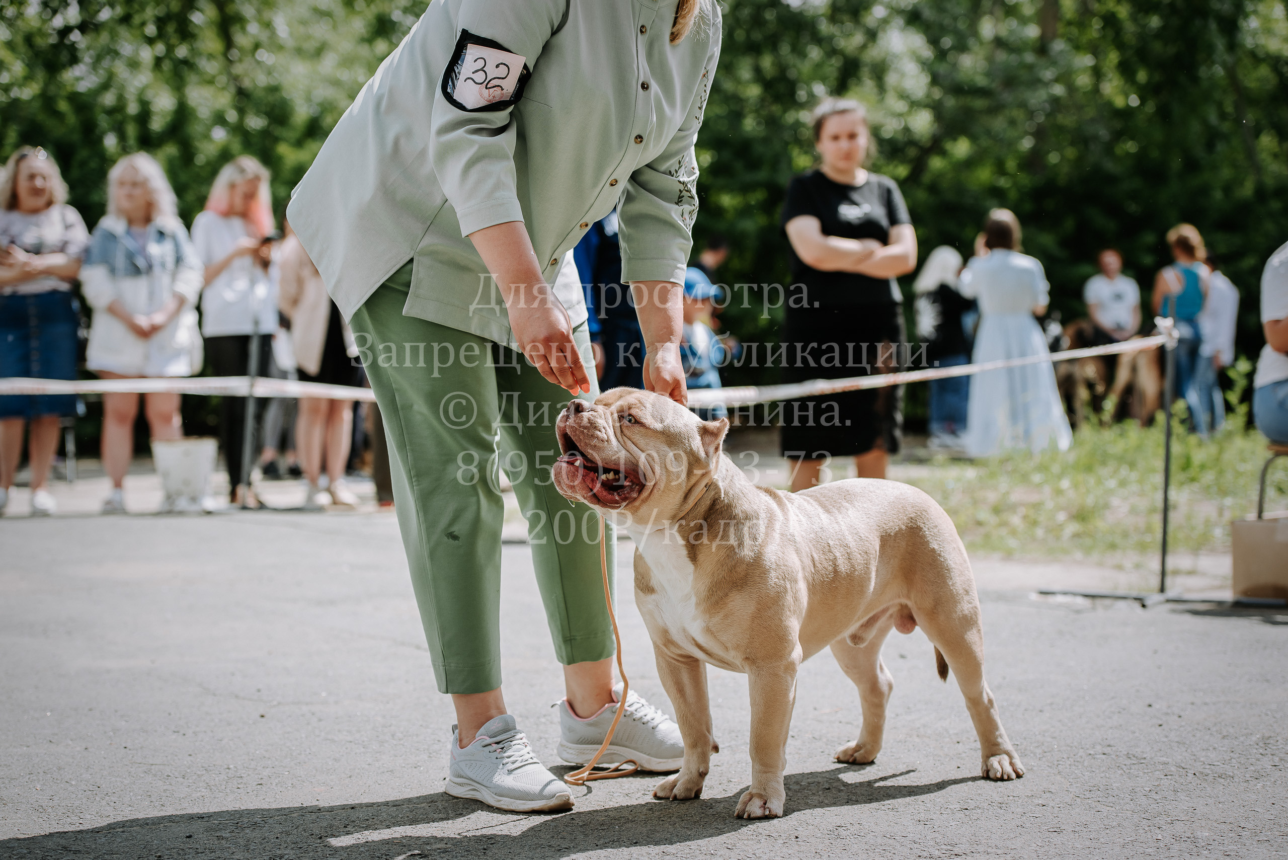 25 июня 2022 г. Братск БГОО КЛС Континенталь. Выставка собак. Фотограф Диана Оленина Красноярск / Братск