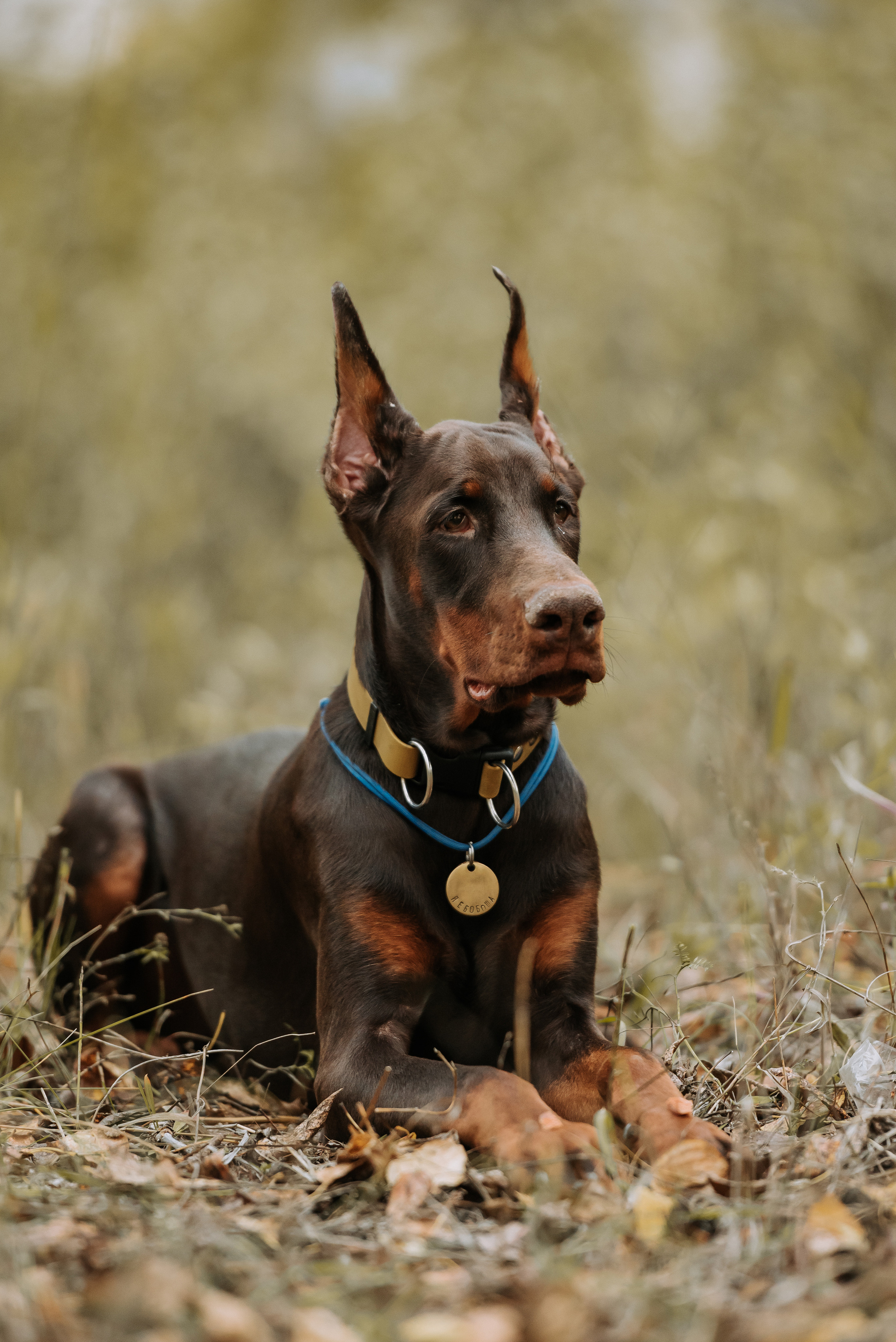 Натали&Евгений и Юстос. Фотограф Диана Оленина Красноярск / Братск