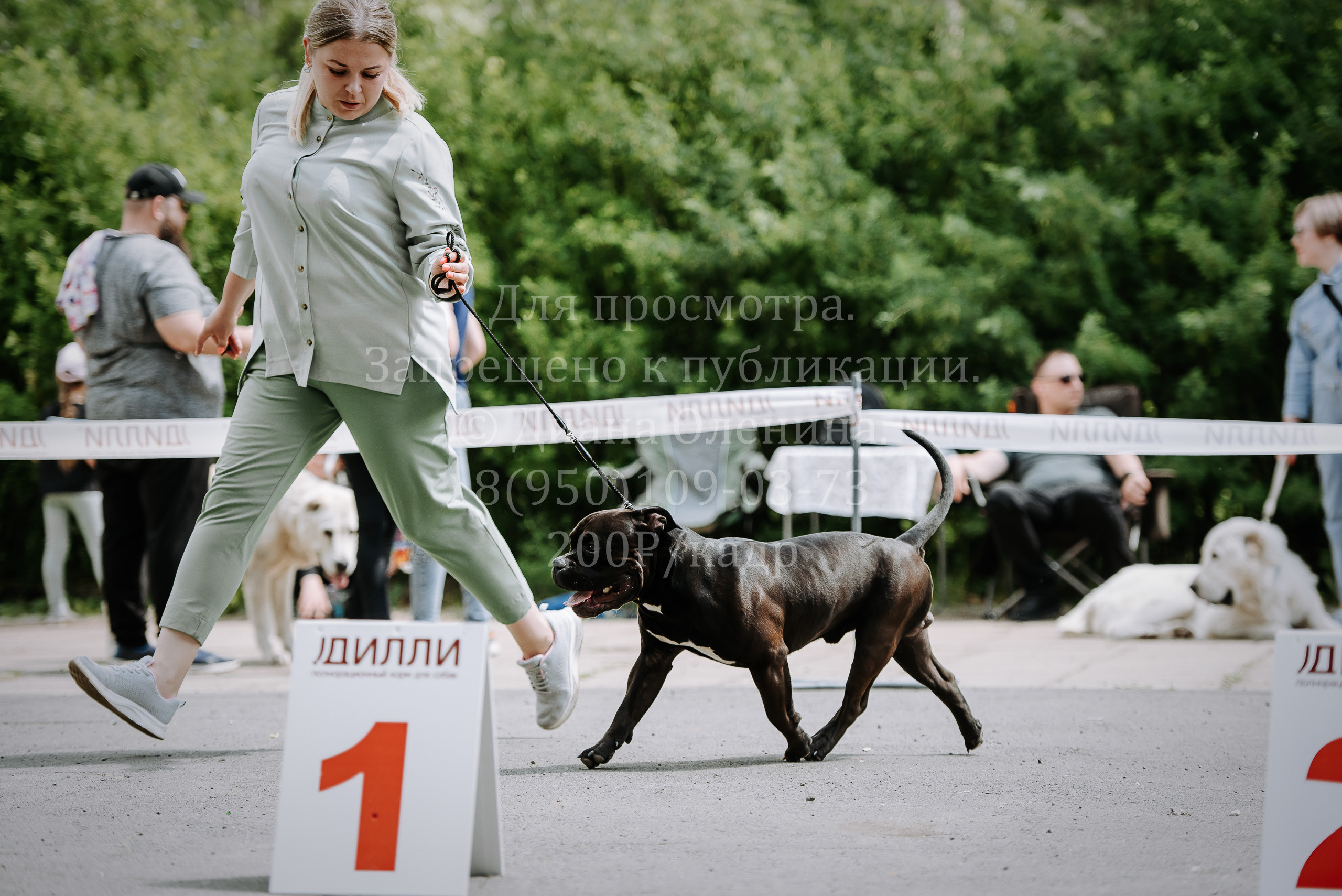 25 июня 2022 г. Братск БГОО КЛС Континенталь. Выставка собак. Фотограф Диана Оленина Красноярск / Братск