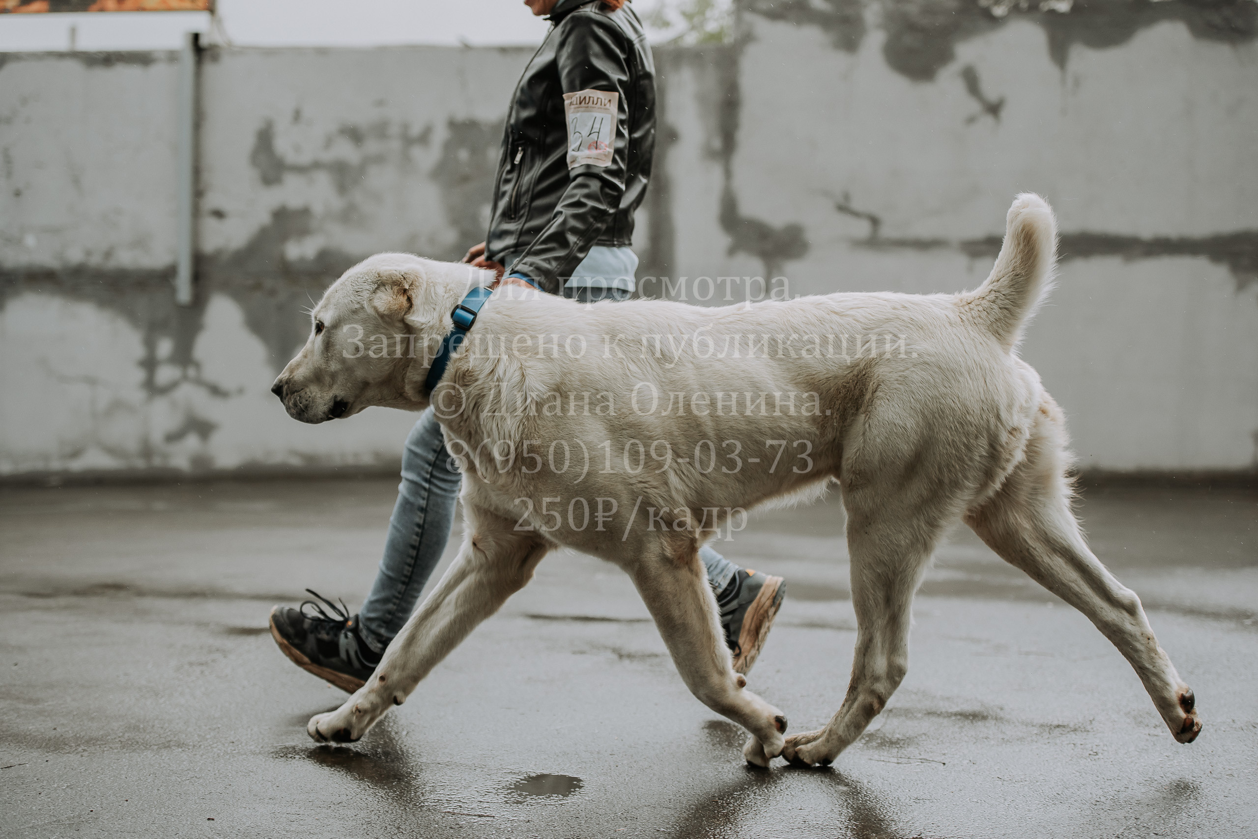 Выставка собак Братск 3 сентября 2022 Фаворит. Фотограф Диана Оленина Красноярск / Братск