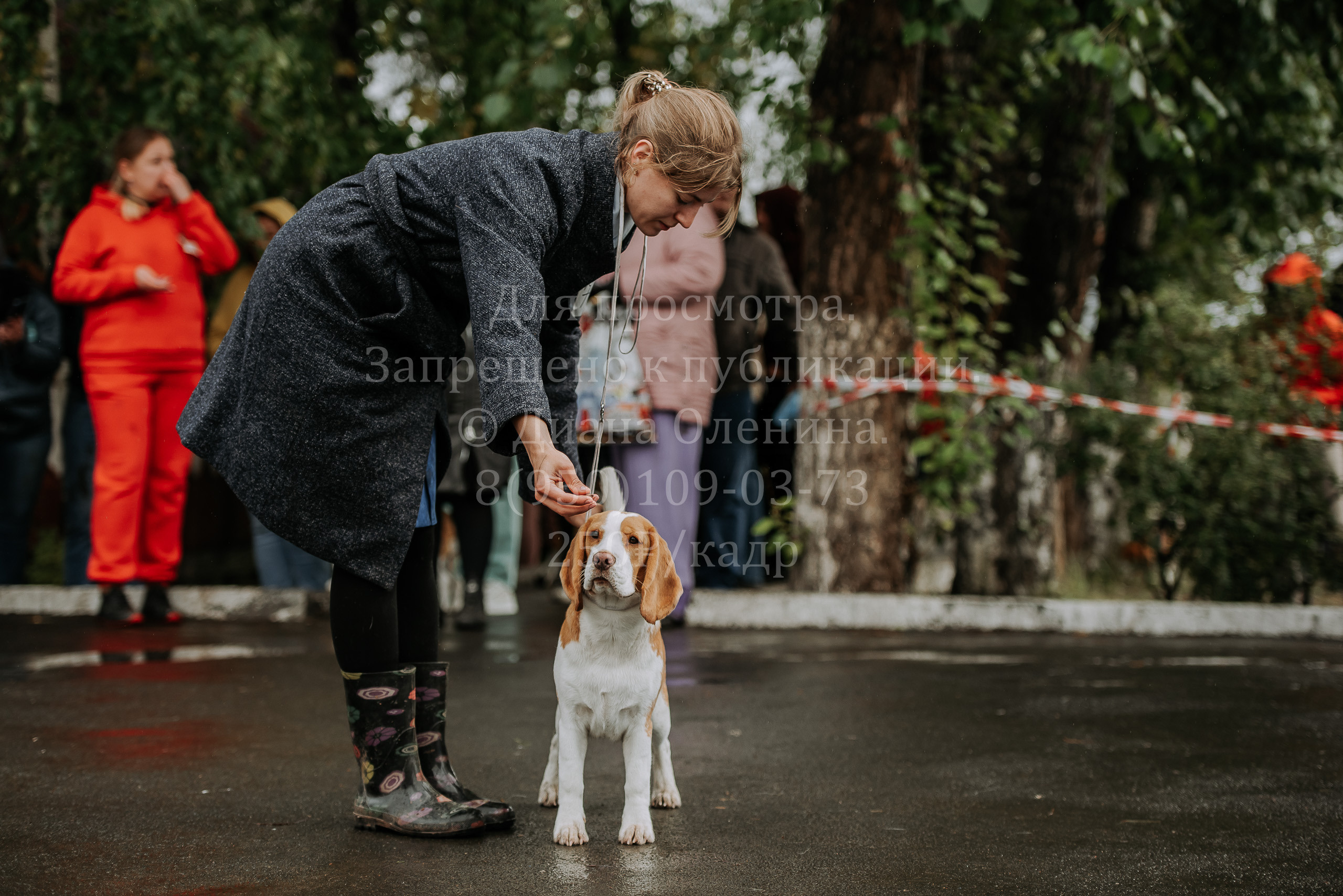 Выставка собак Братск 3 сентября 2022 Фаворит. Фотограф Диана Оленина Красноярск / Братск