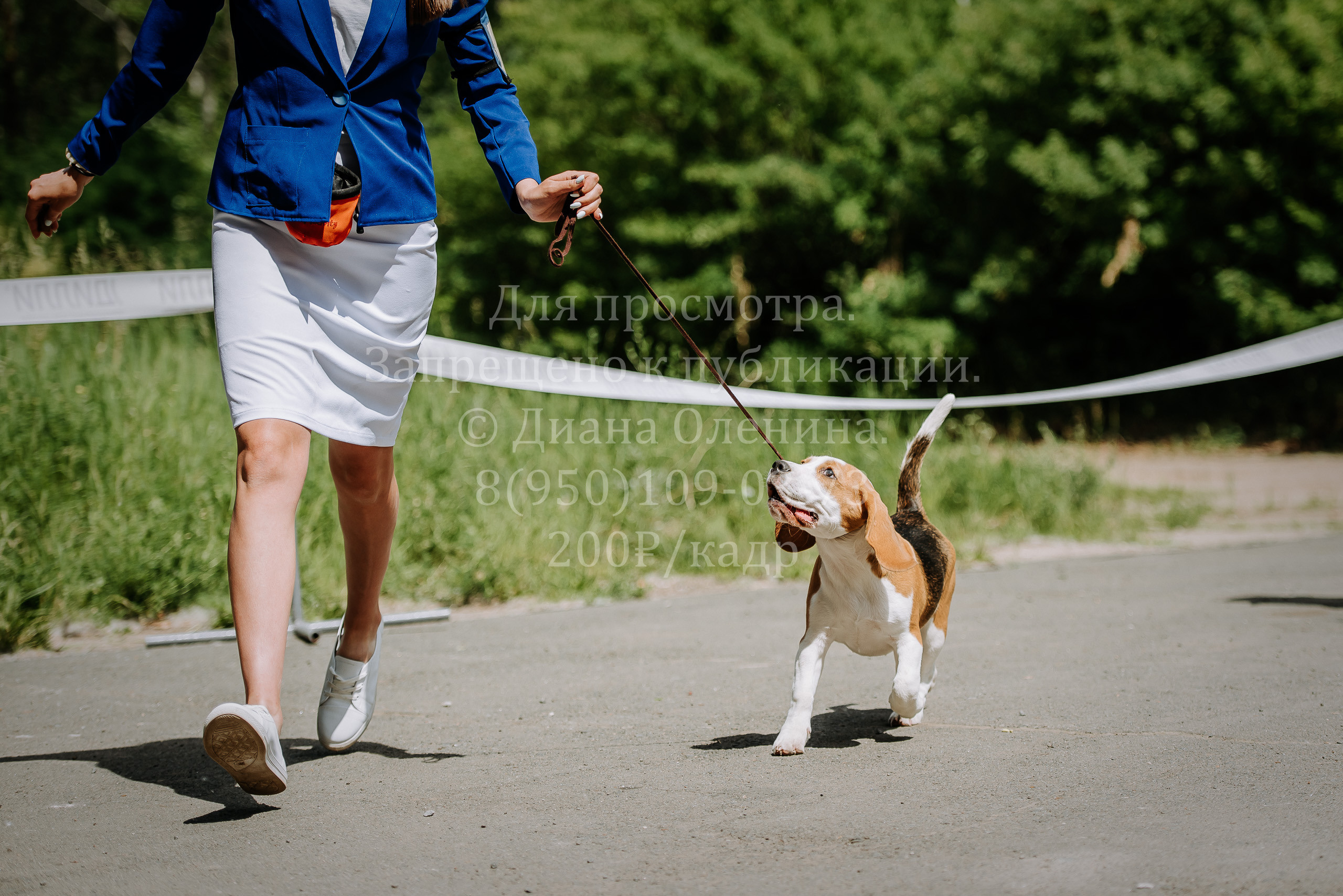 25 июня 2022 г. Братск БГОО КЛС Континенталь. Выставка собак. Фотограф Диана Оленина Красноярск / Братск
