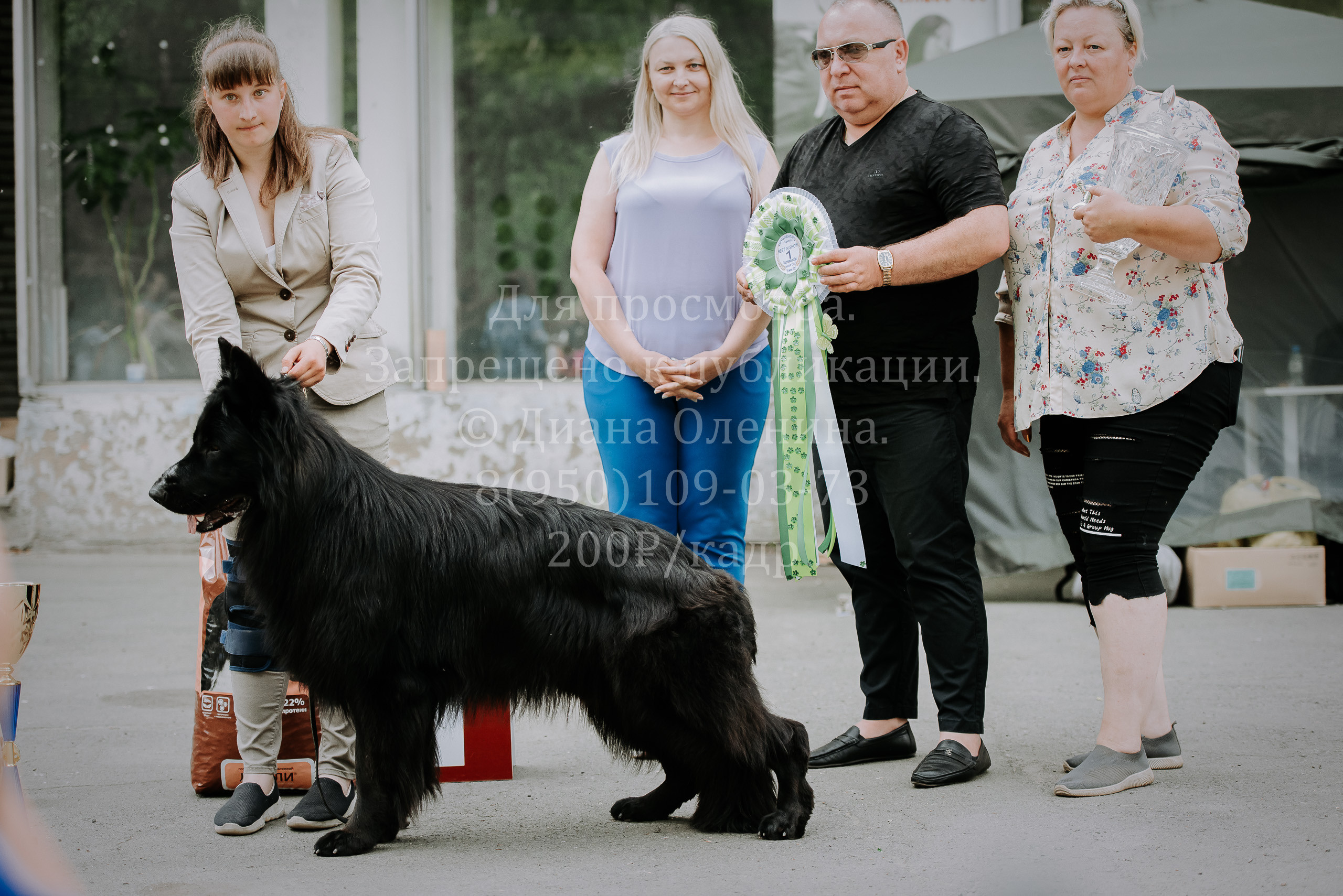 25 июня 2022 г. Братск БГОО КЛС Континенталь. Выставка собак. Фотограф Диана Оленина Красноярск / Братск